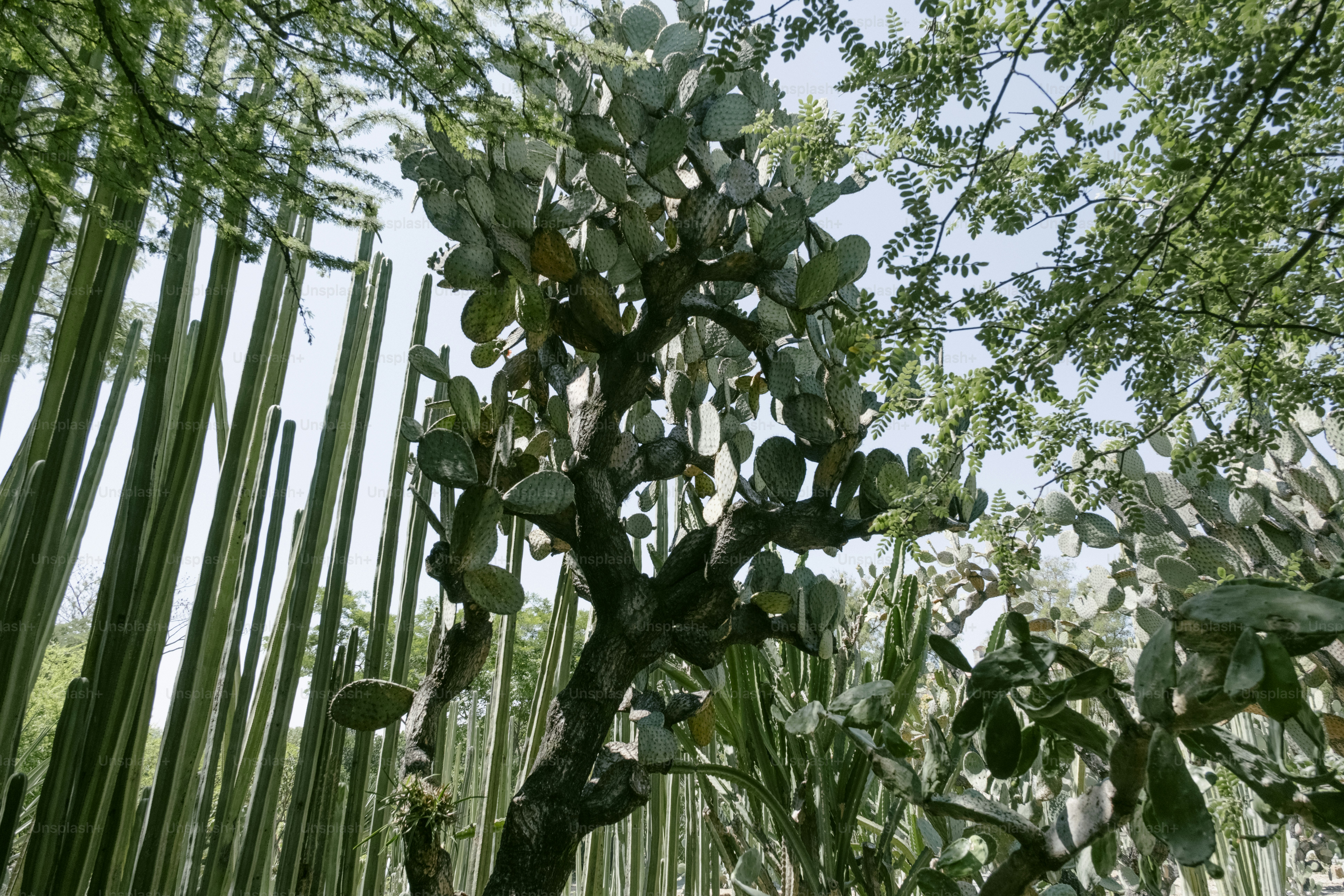 Grüne Bäume mit Sonnenlicht, das durch die Blätter dringt