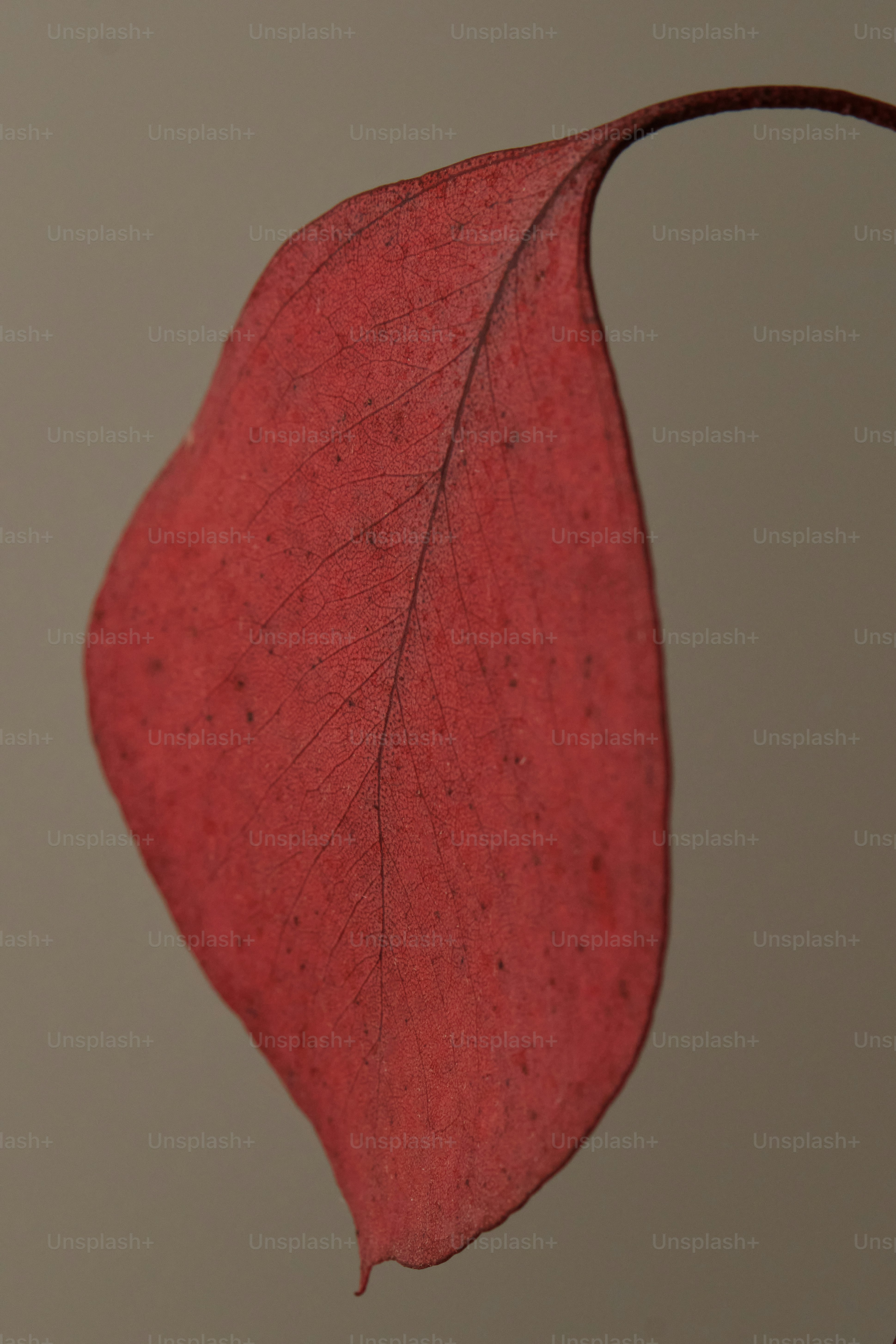 A single red leaf against a muted background