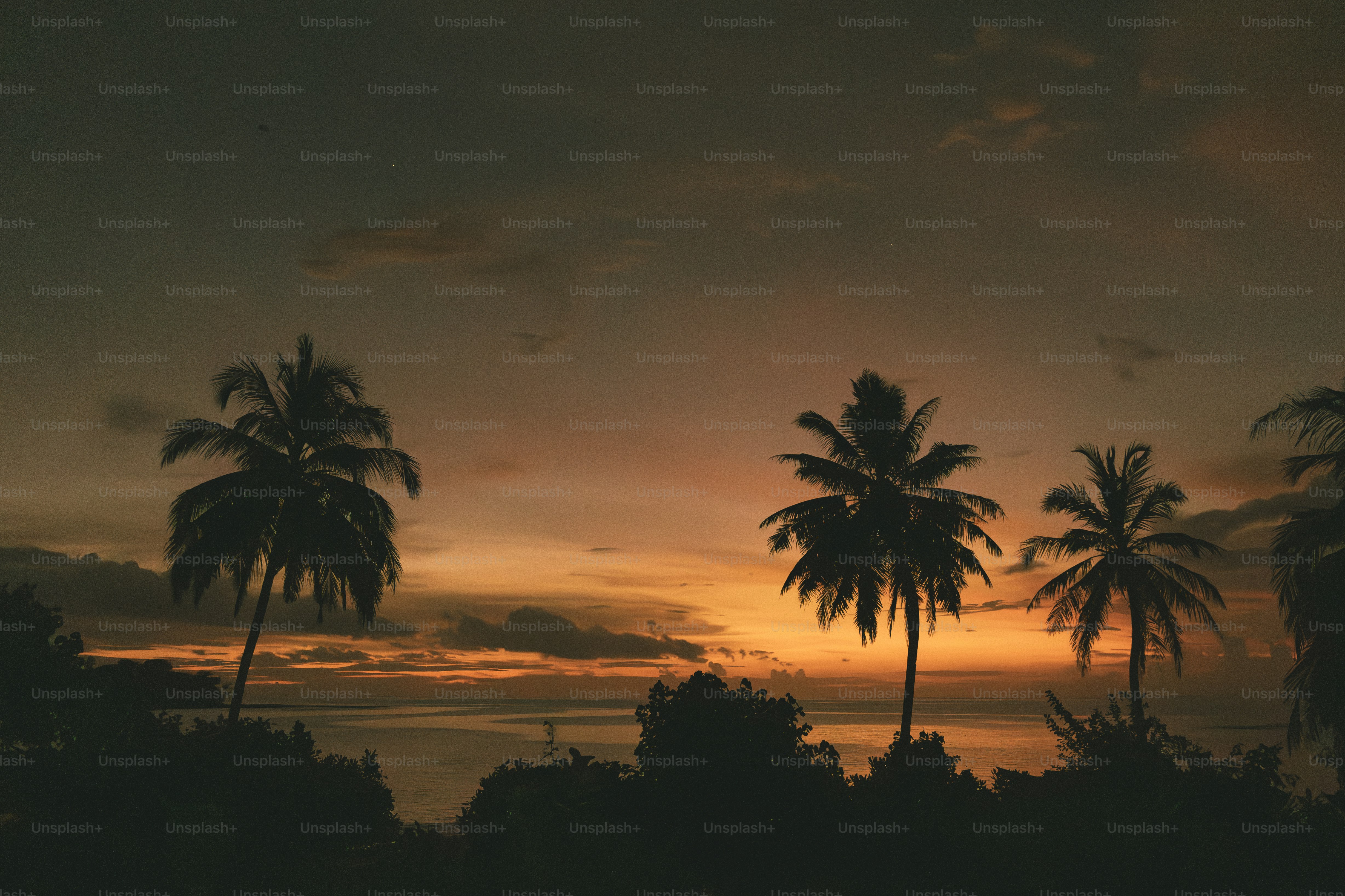 Palm trees silhouetted against a vibrant sunset over water