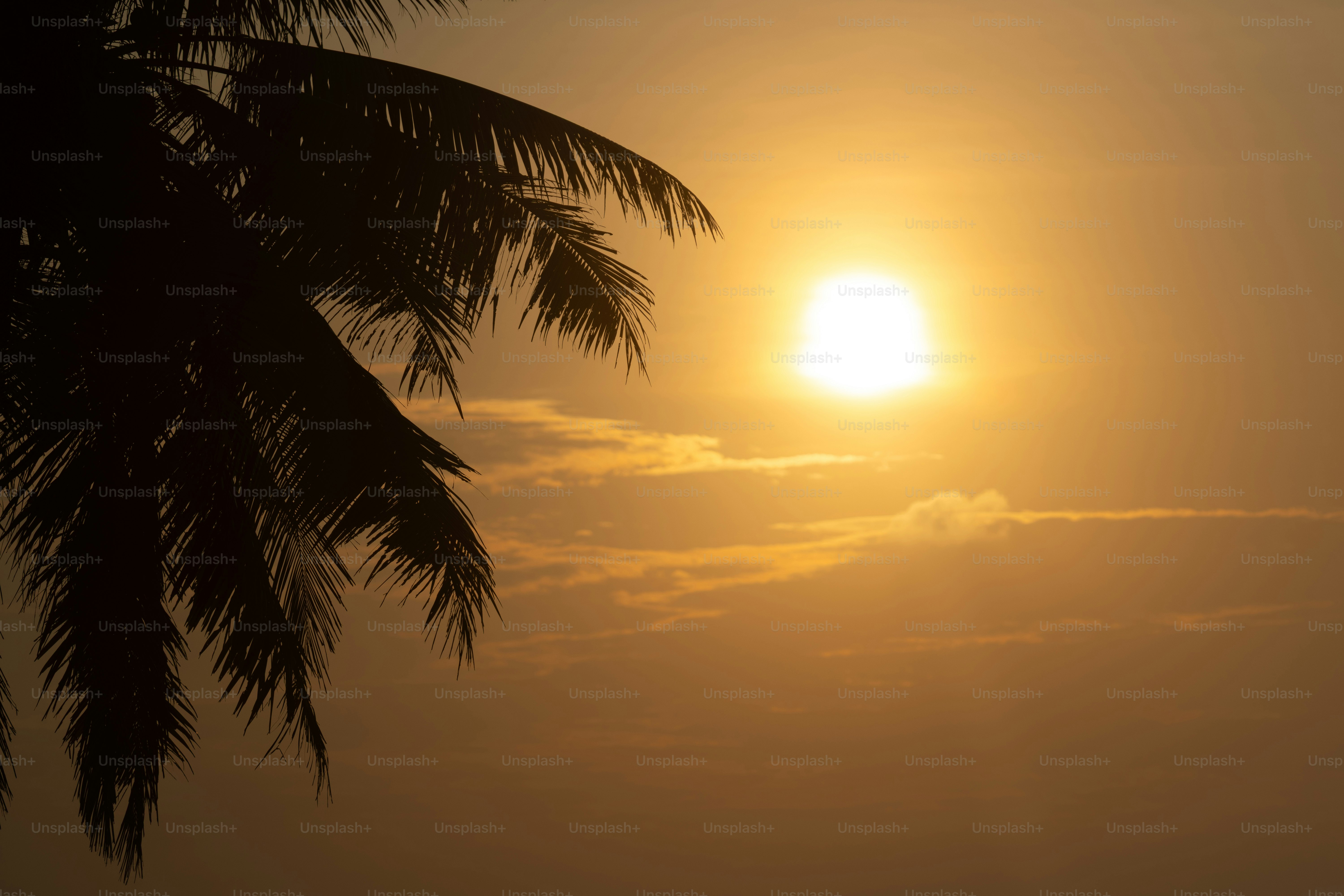 Palmwedel vor einem dunstigen Sonnenuntergangshimmel