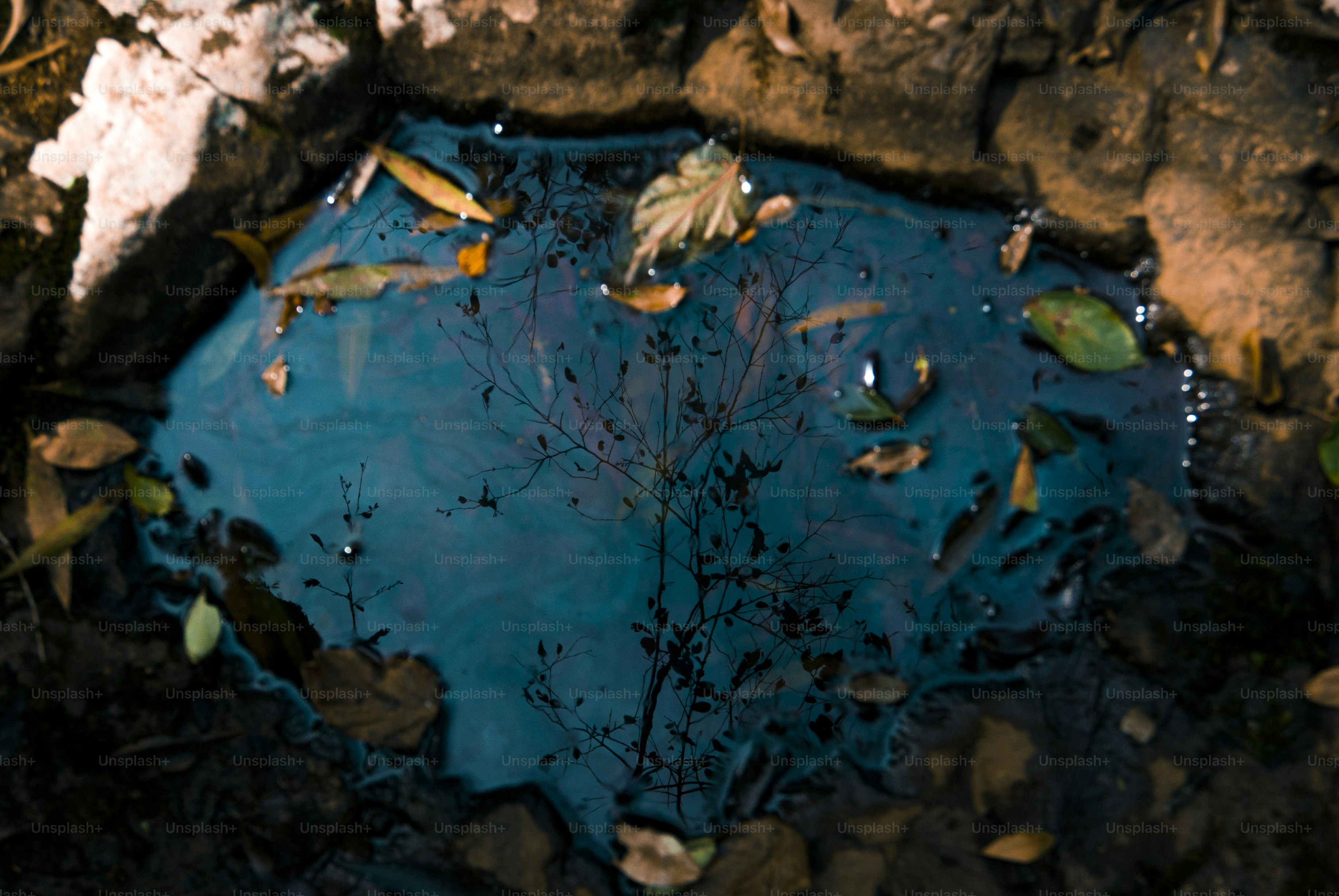 A vibrant blue puddle reflects autumn leaves photo – Outdoors Image on ...