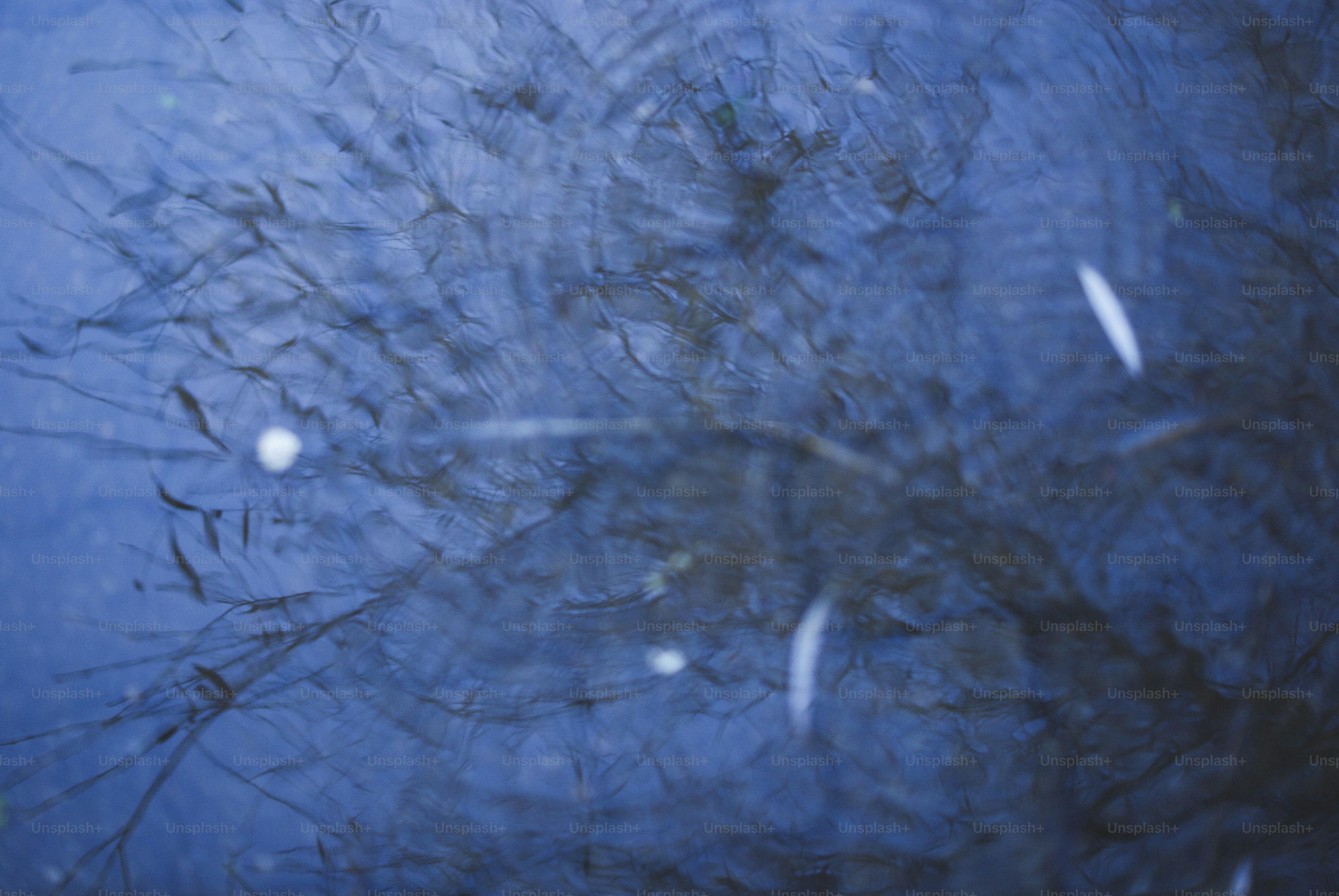 A vibrant blue puddle reflects autumn leaves photo – Outdoors Image on ...