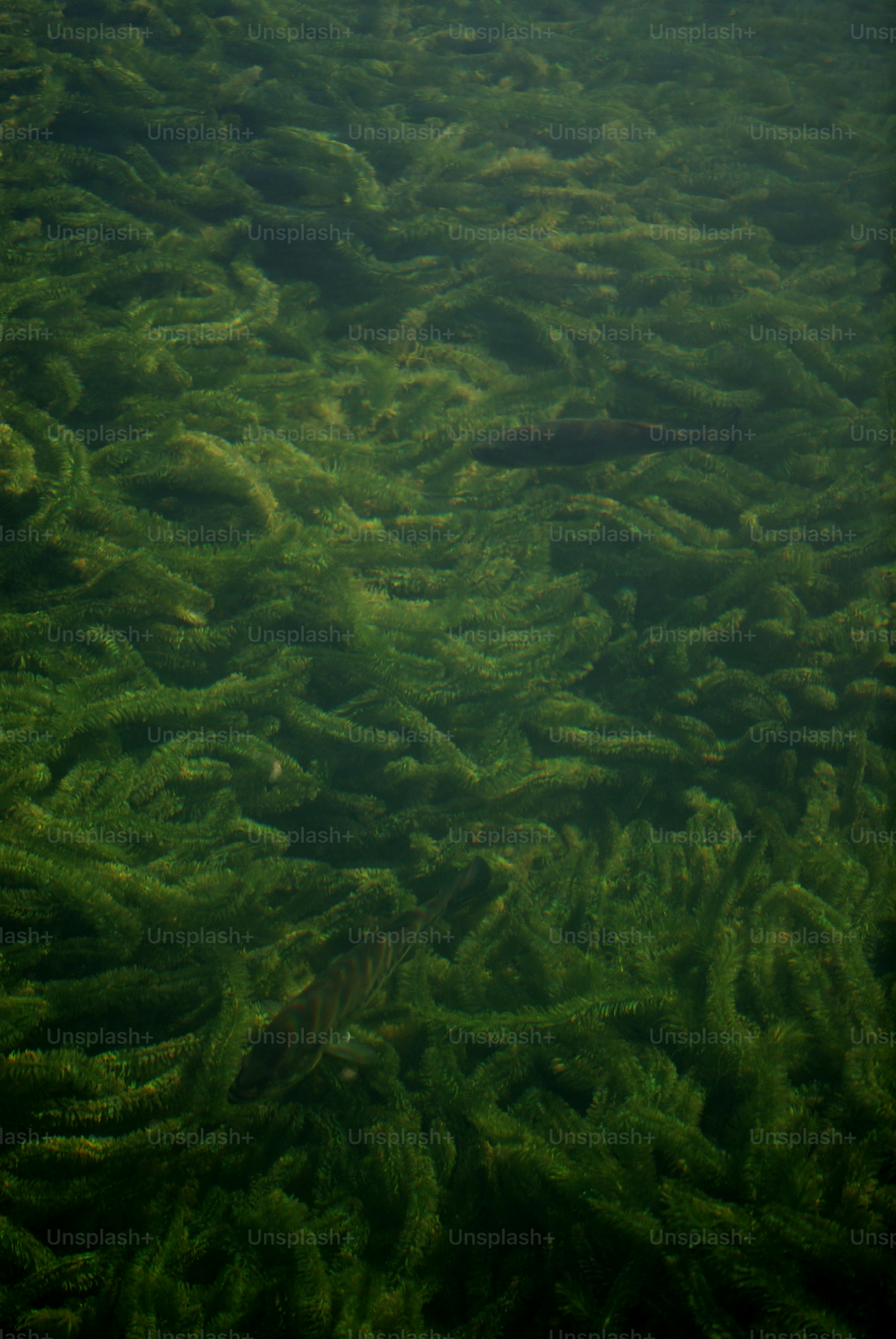 Dense green underwater plants sway gently in clear water.