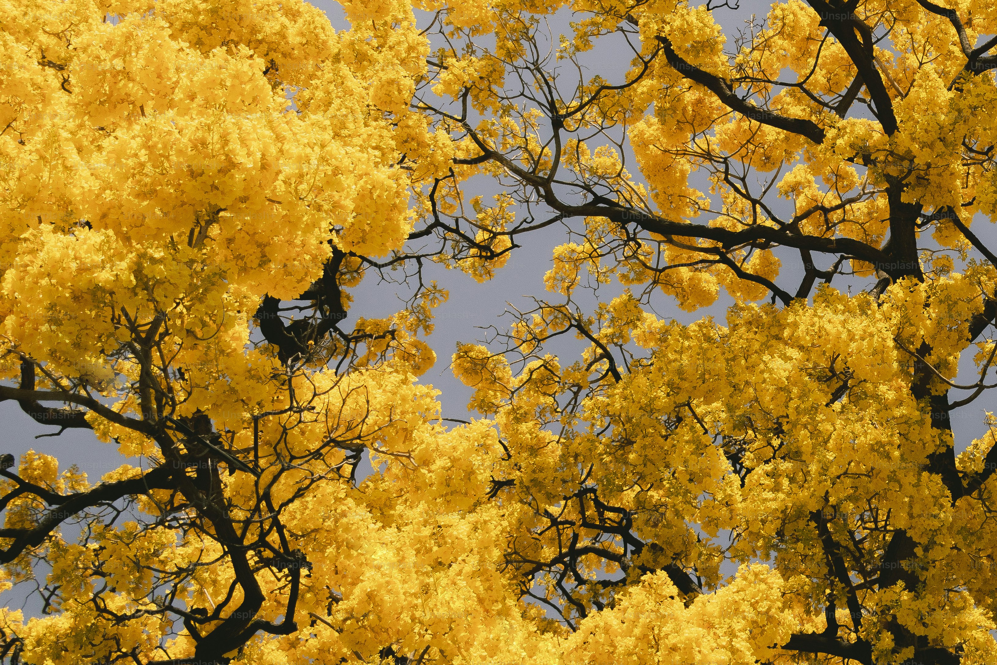 Bright yellow flowers bloom on tree branches against sky