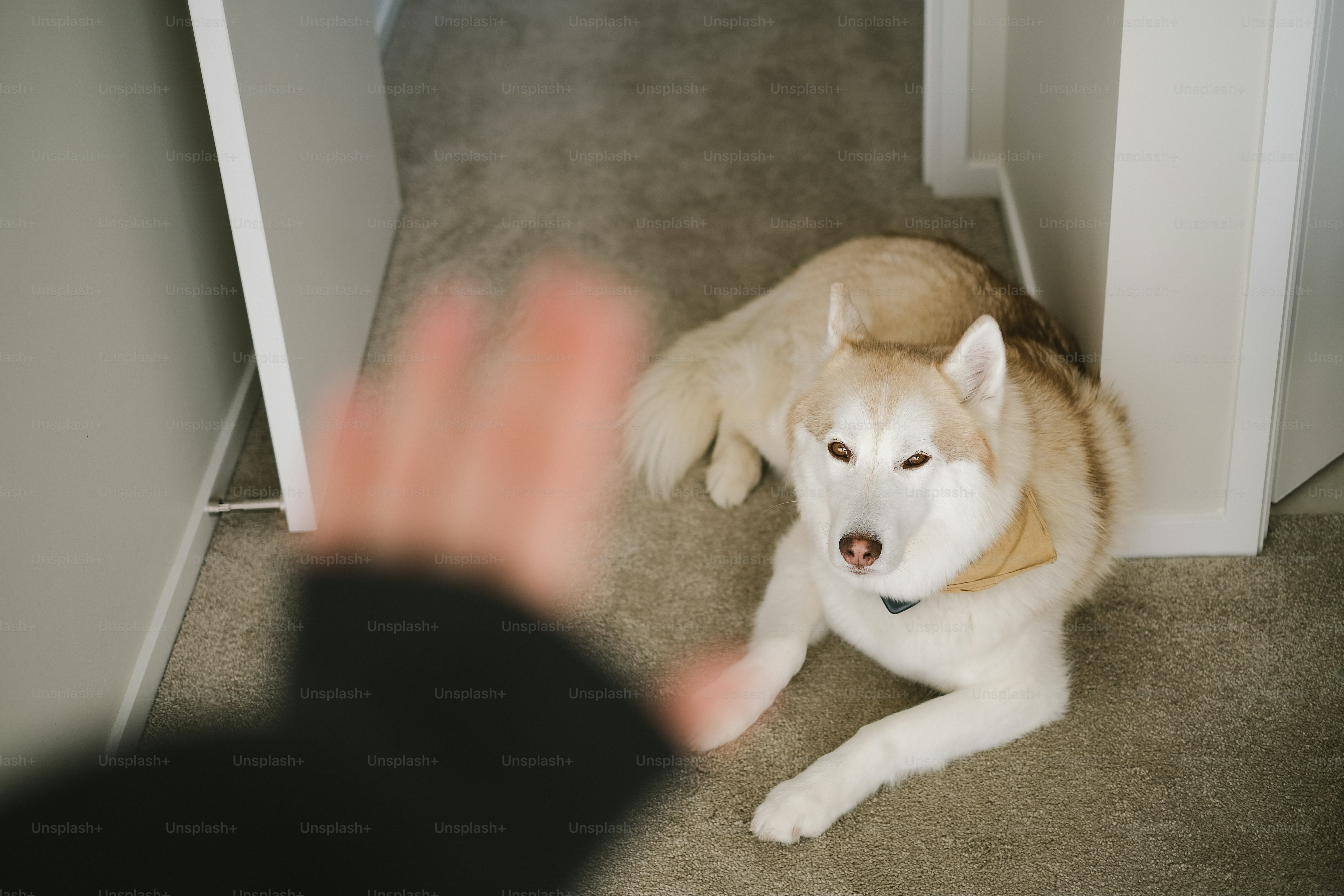 ハスキー犬が出入り口近くの床に横たわっています。