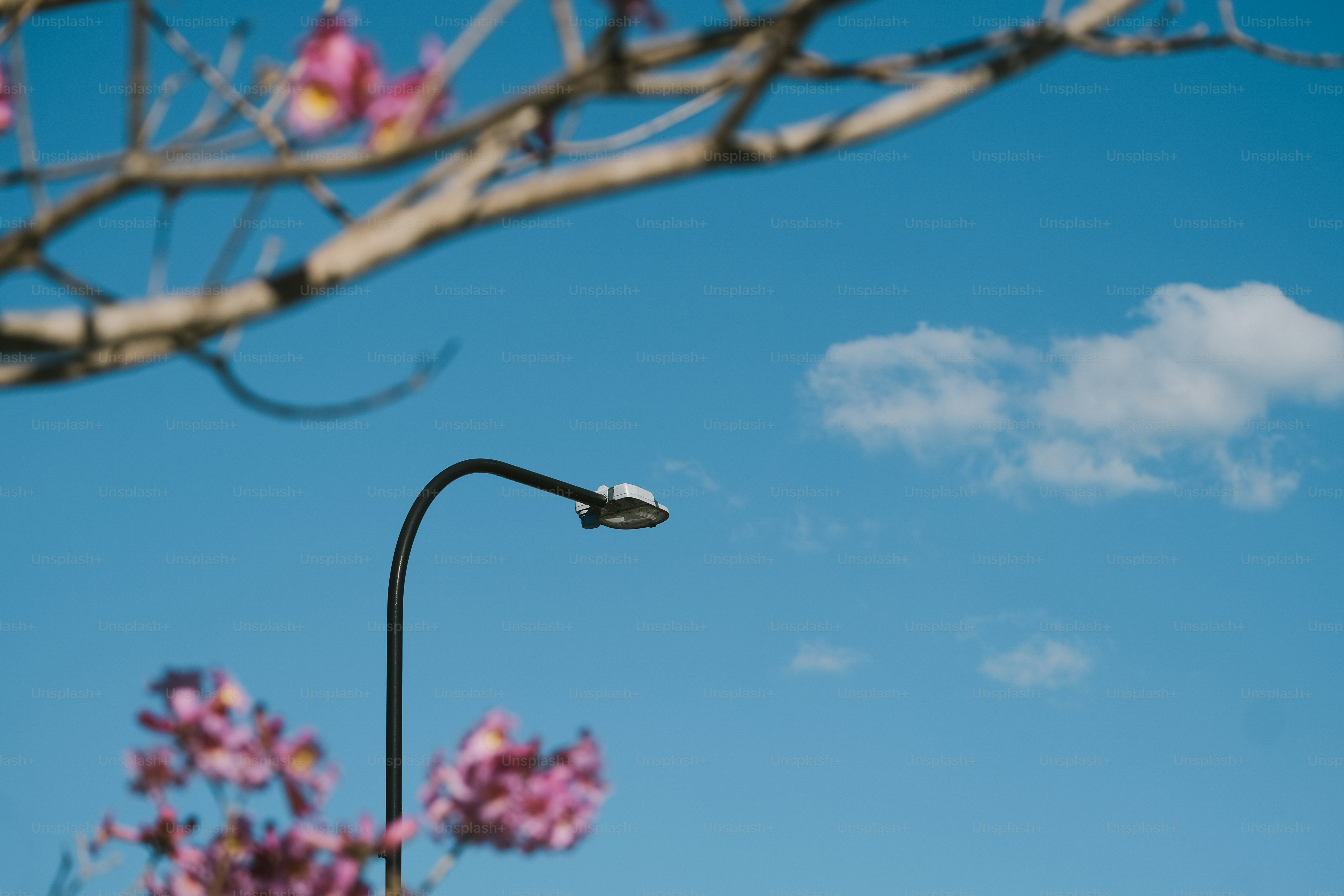 青空を背景に枝に咲くピンクの花