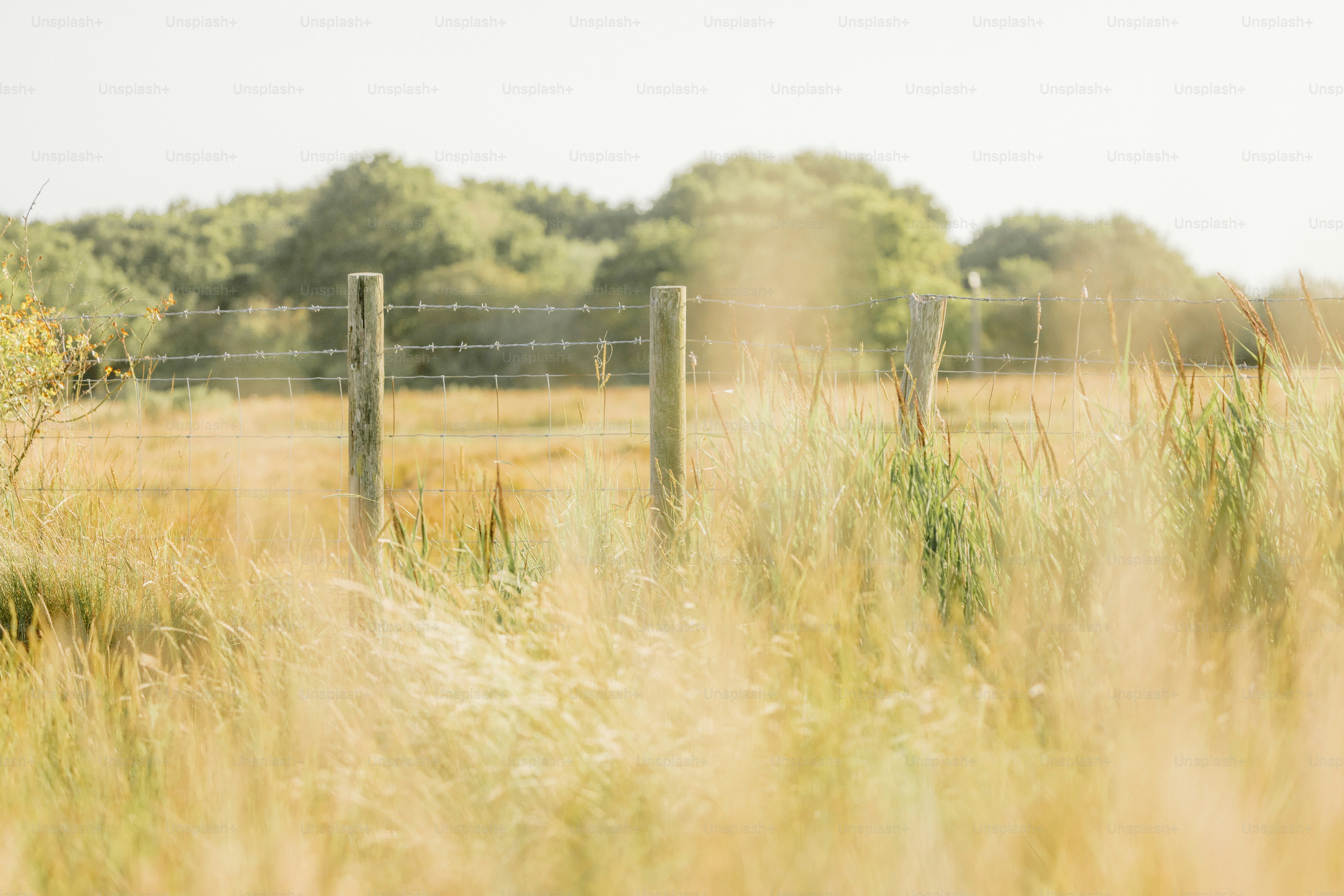 Erba alta e secca in un campo con pali di legno.