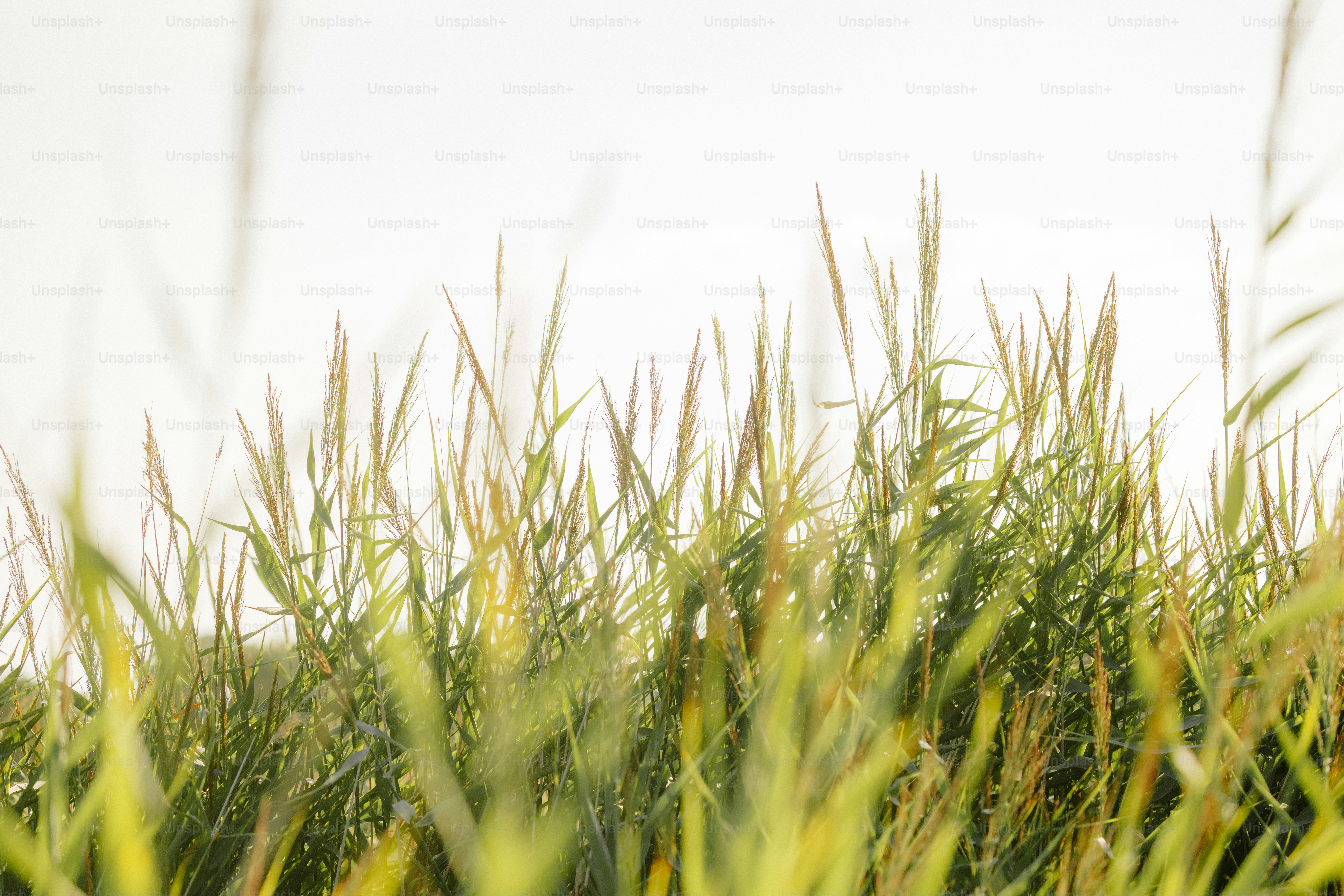 Green grass and stalks against a bright sky