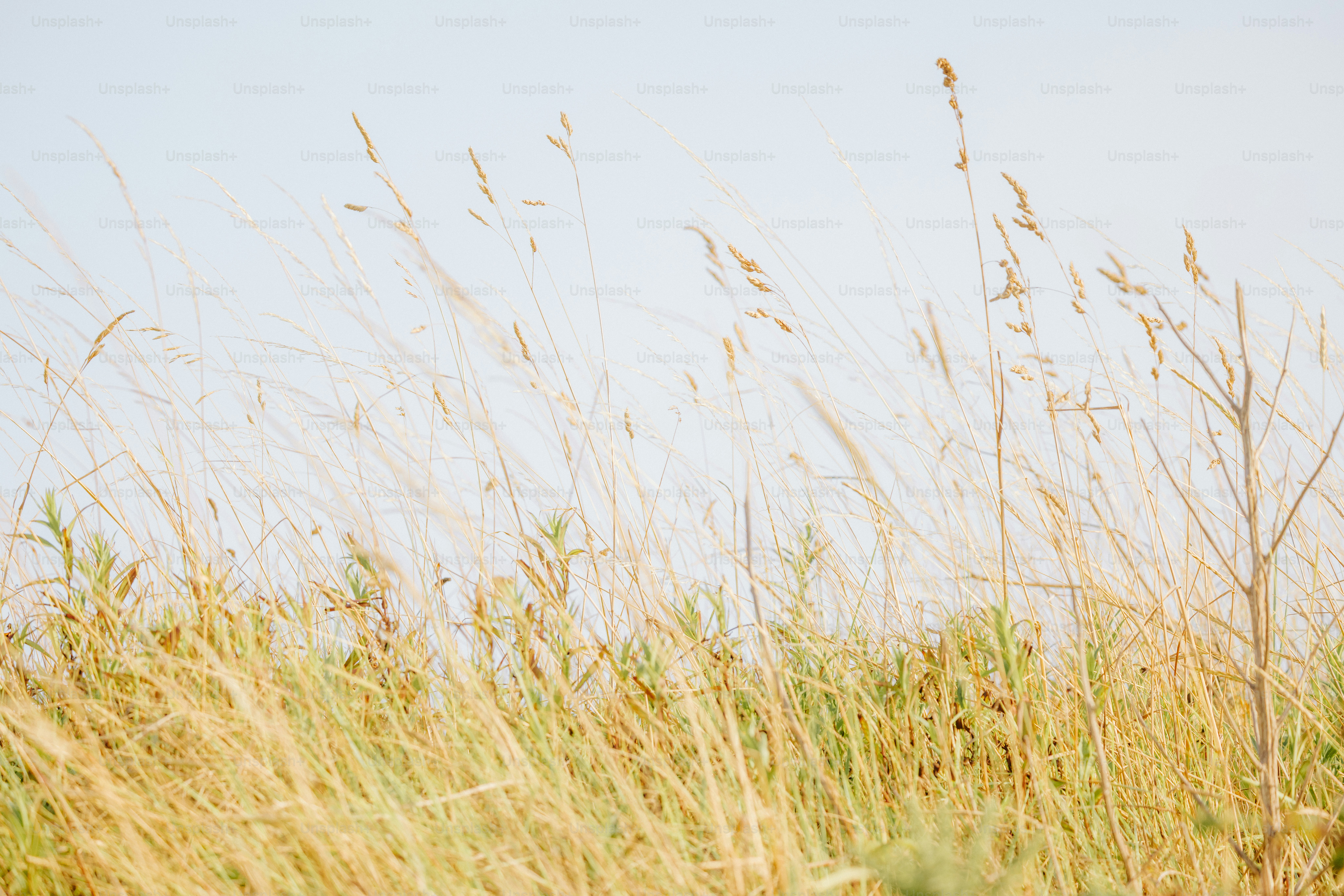 Tall grass swaying gently in the breeze