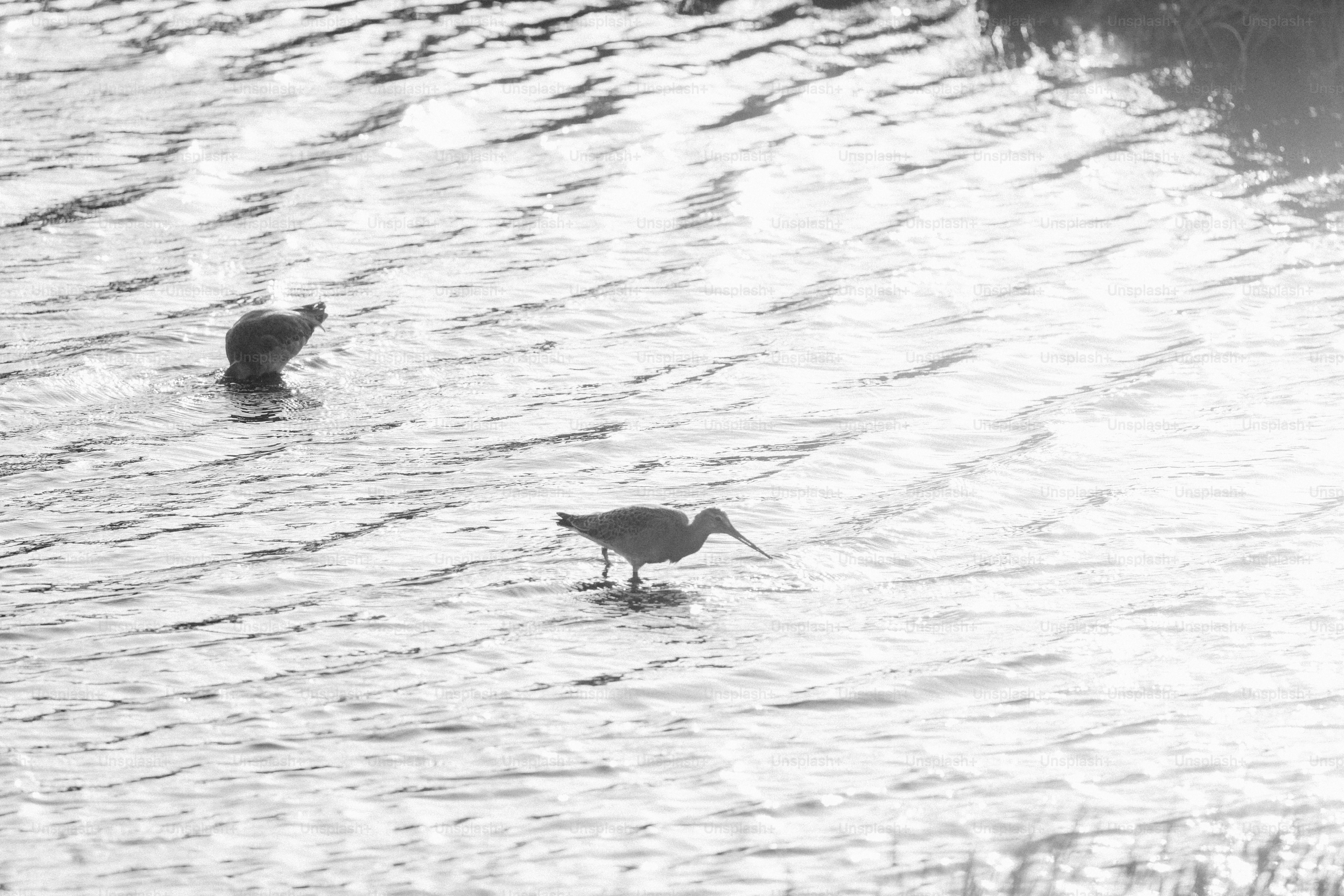 Two birds standing in shallow water