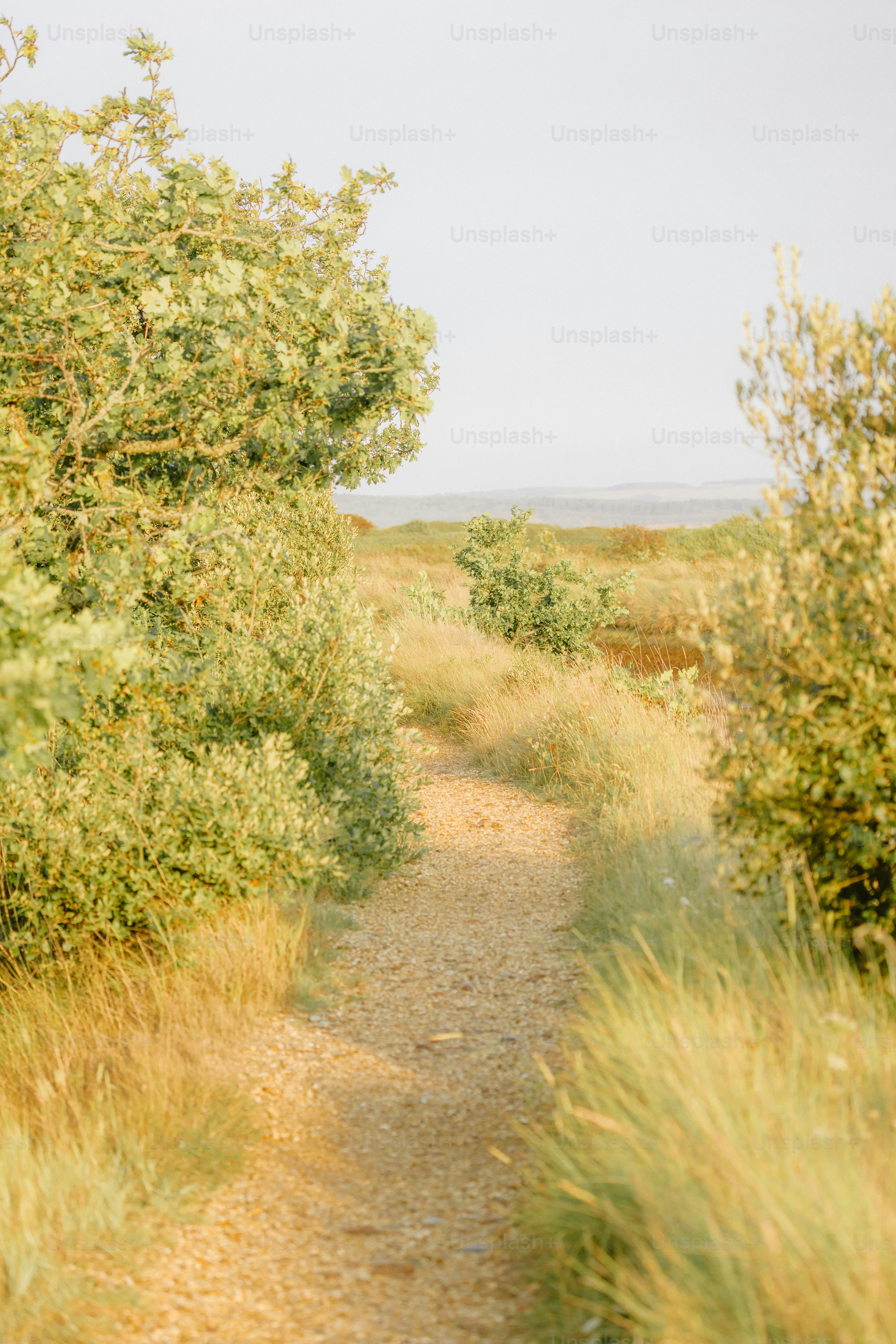 Sandy path through grassy dunes towards the ocean