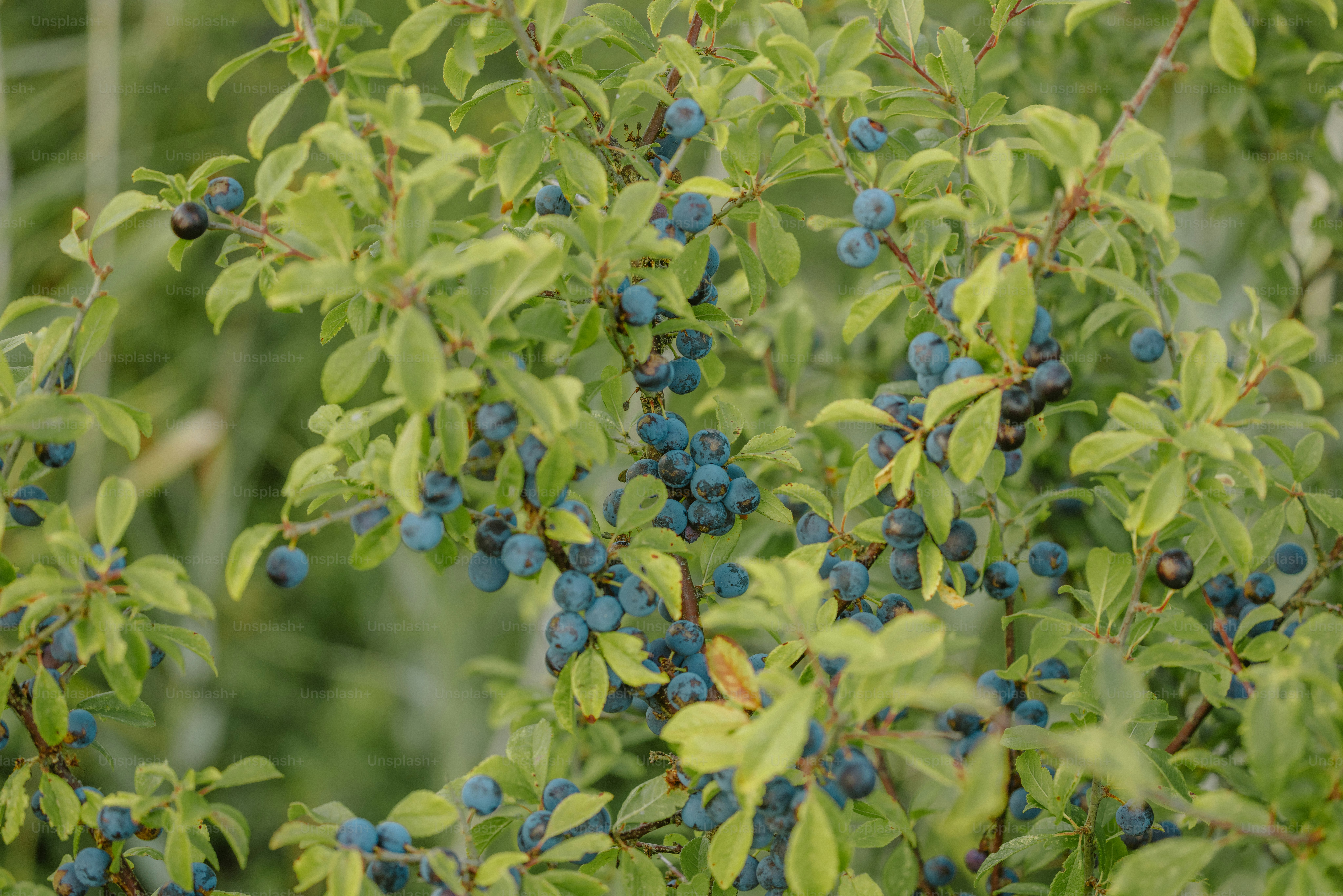 Foglie verdi e bacche blu su un cespuglio