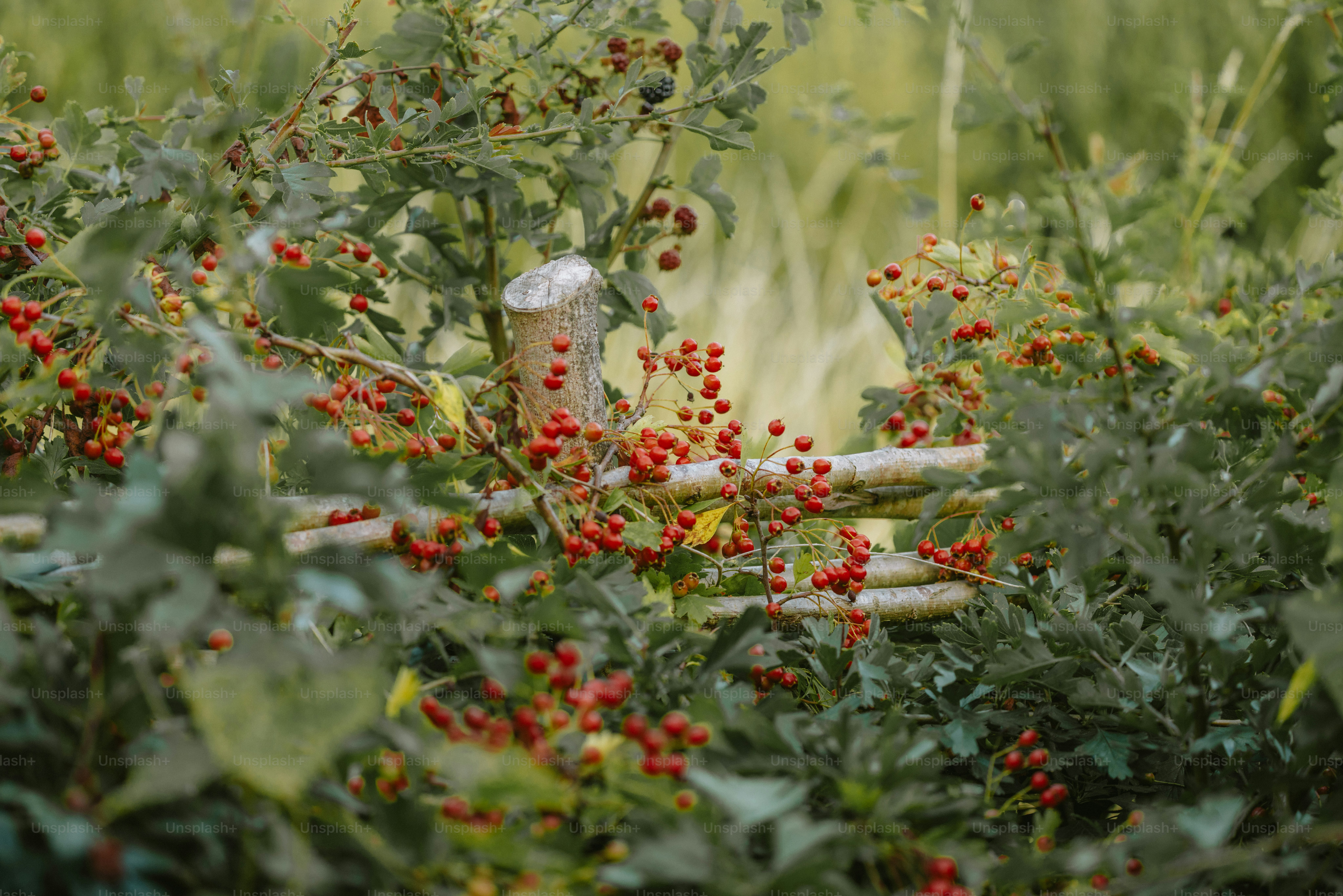 A garden bed filled with ripe tomatoes and lush greenery.
