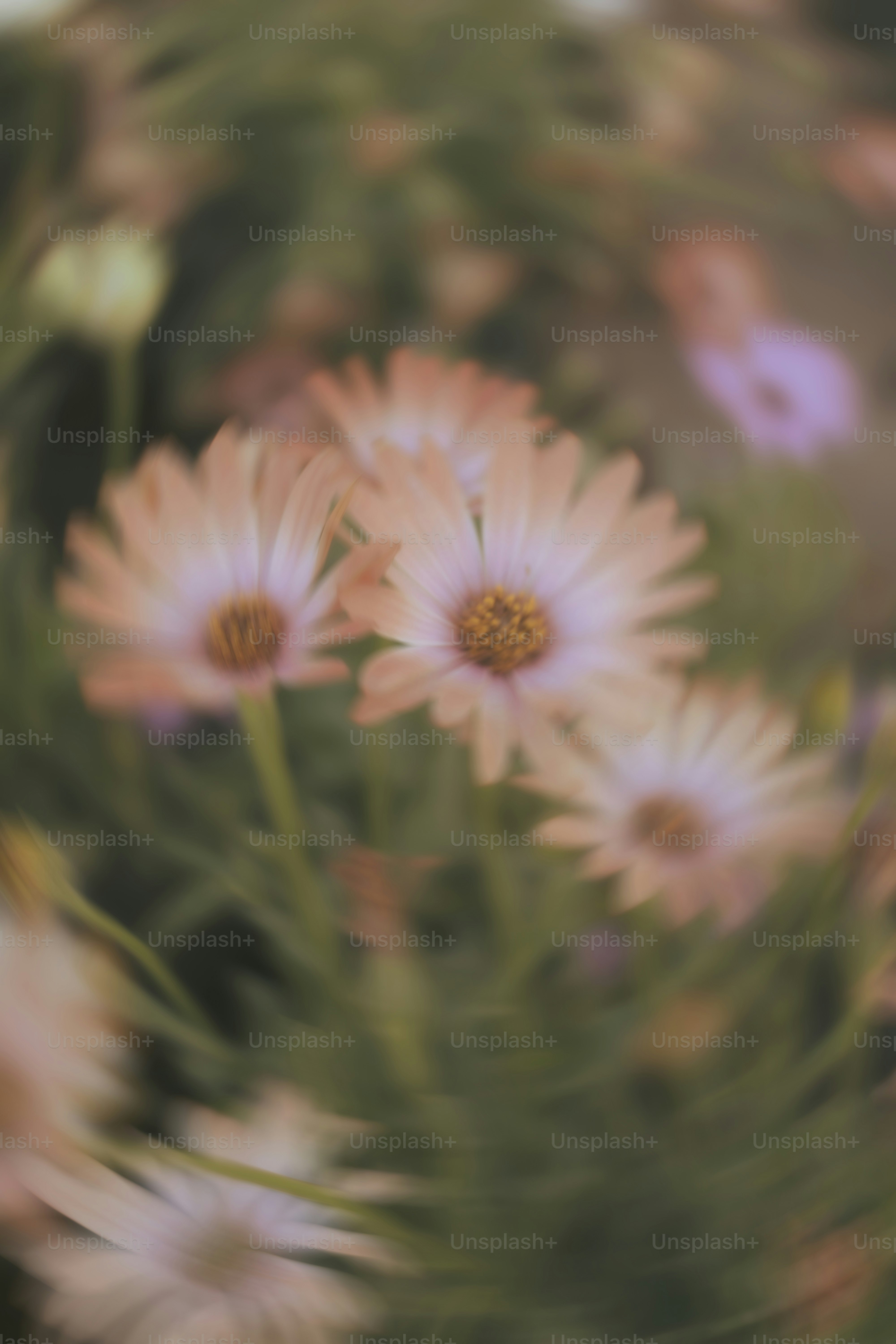 Foco suave em margaridas rosa pálido com folhagem verde.