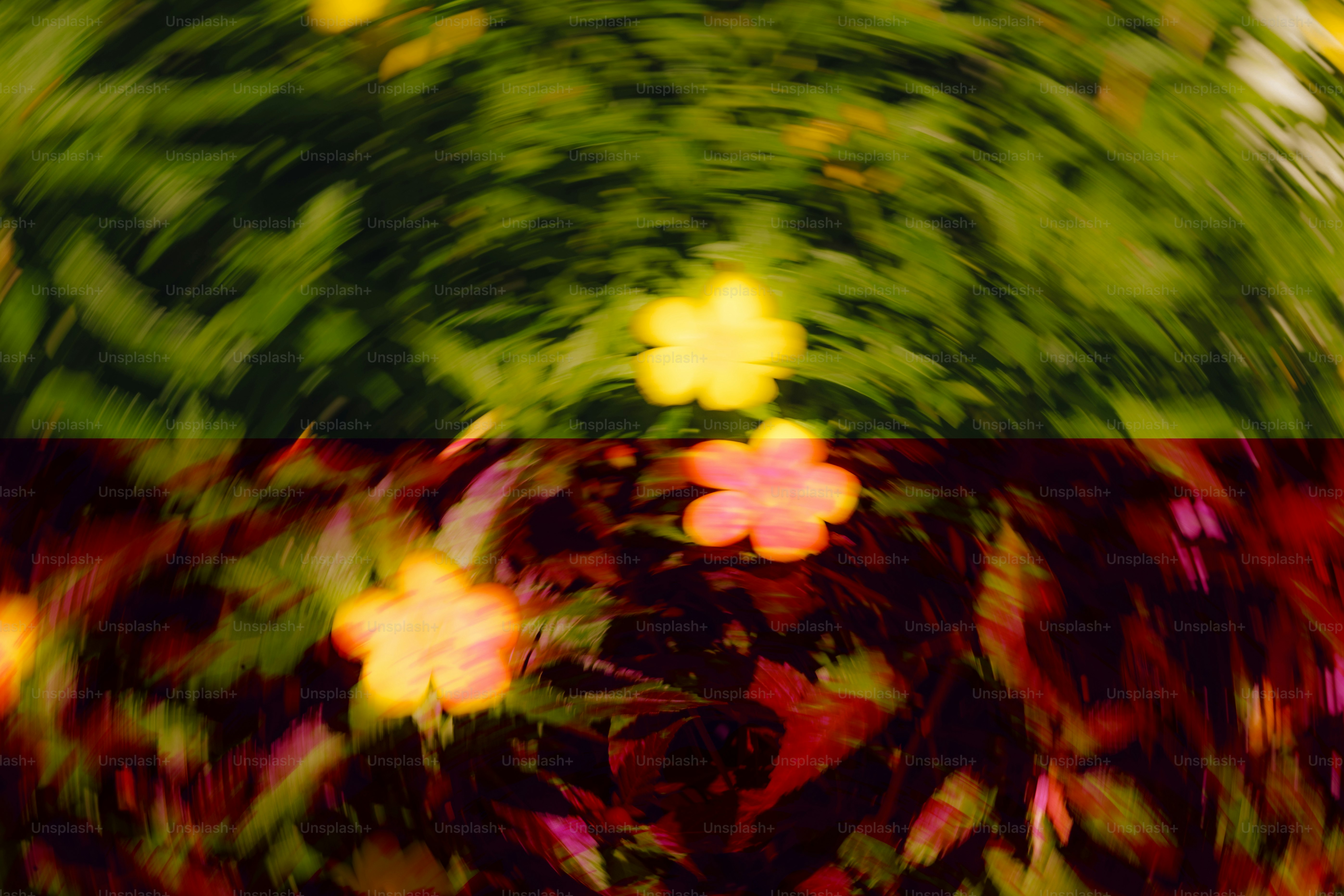 Flores amarillas y rosadas con follaje verde