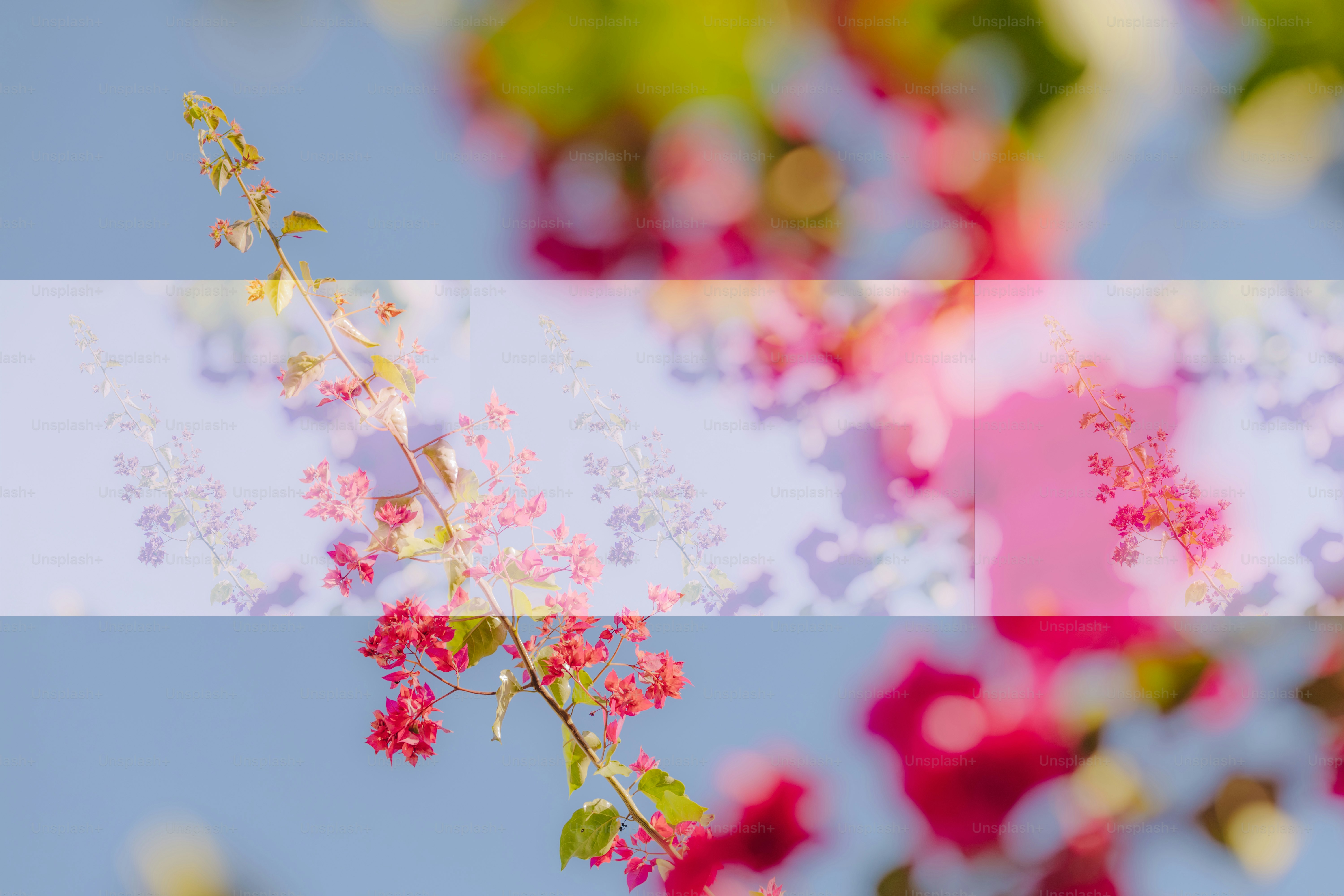 Flores cor-de-rosa com folhas verdes de encontro ao céu azul