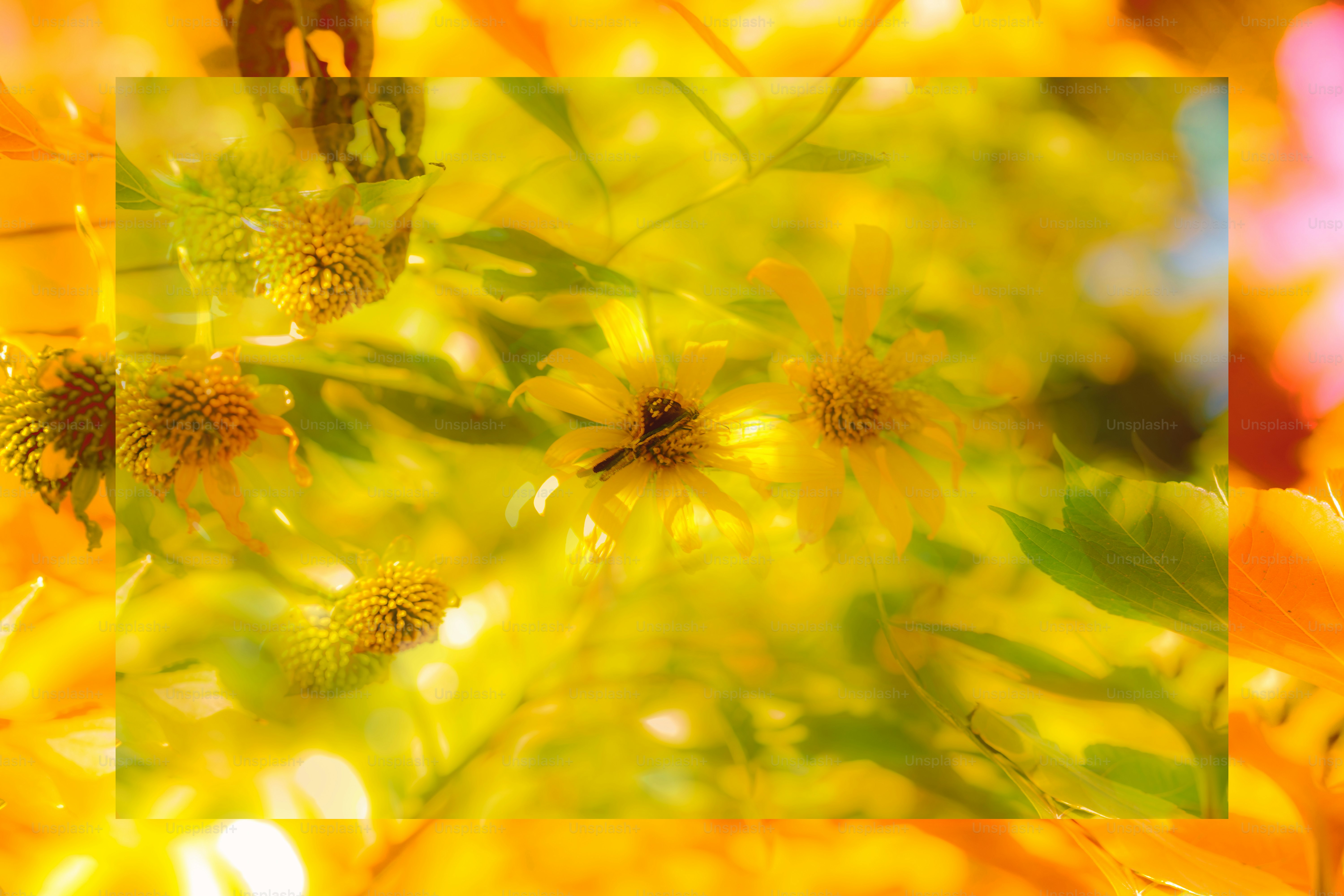 Close-up de flores amarelas vibrantes com folhas verdes