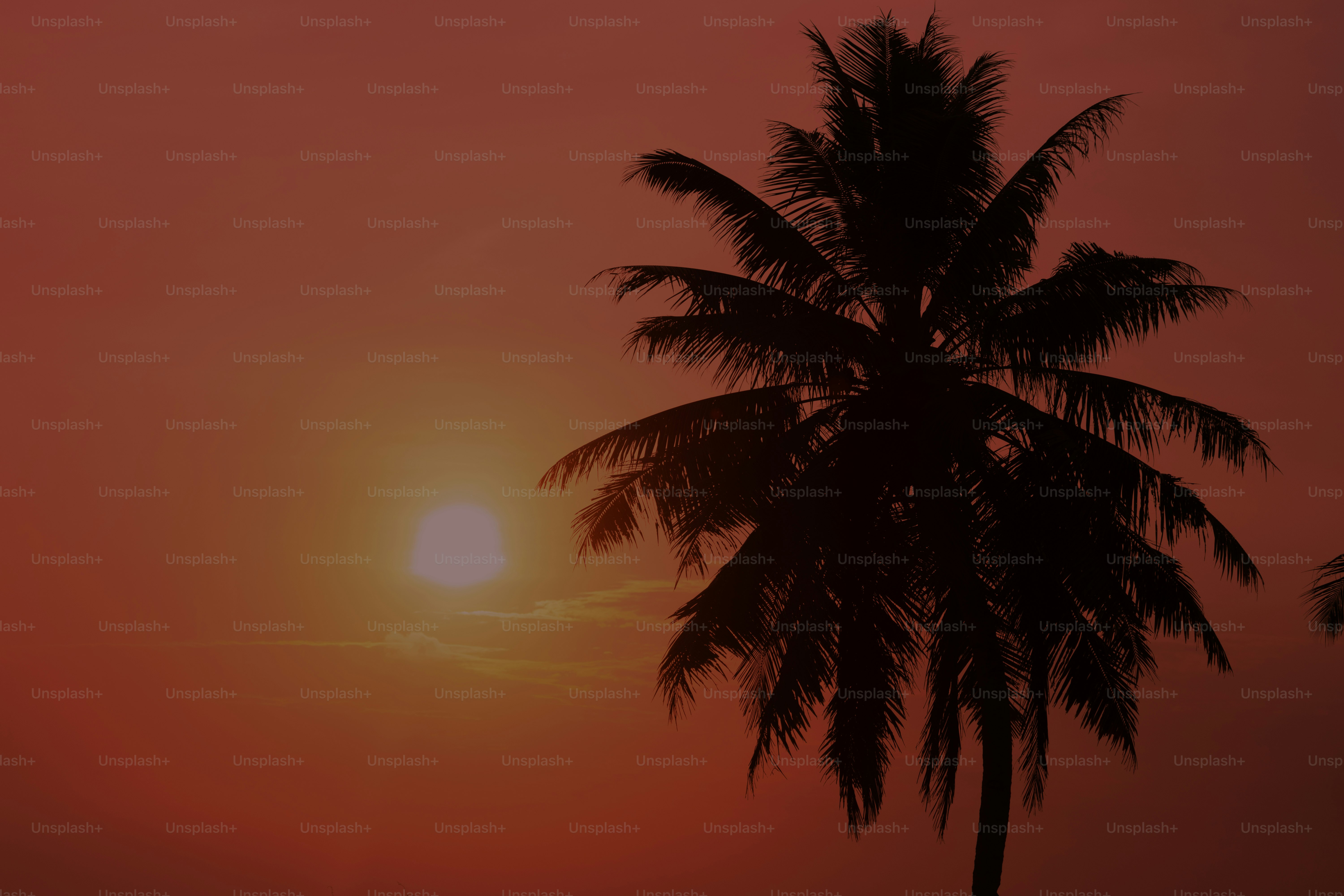 Silhueta de uma palmeira contra um pôr do sol