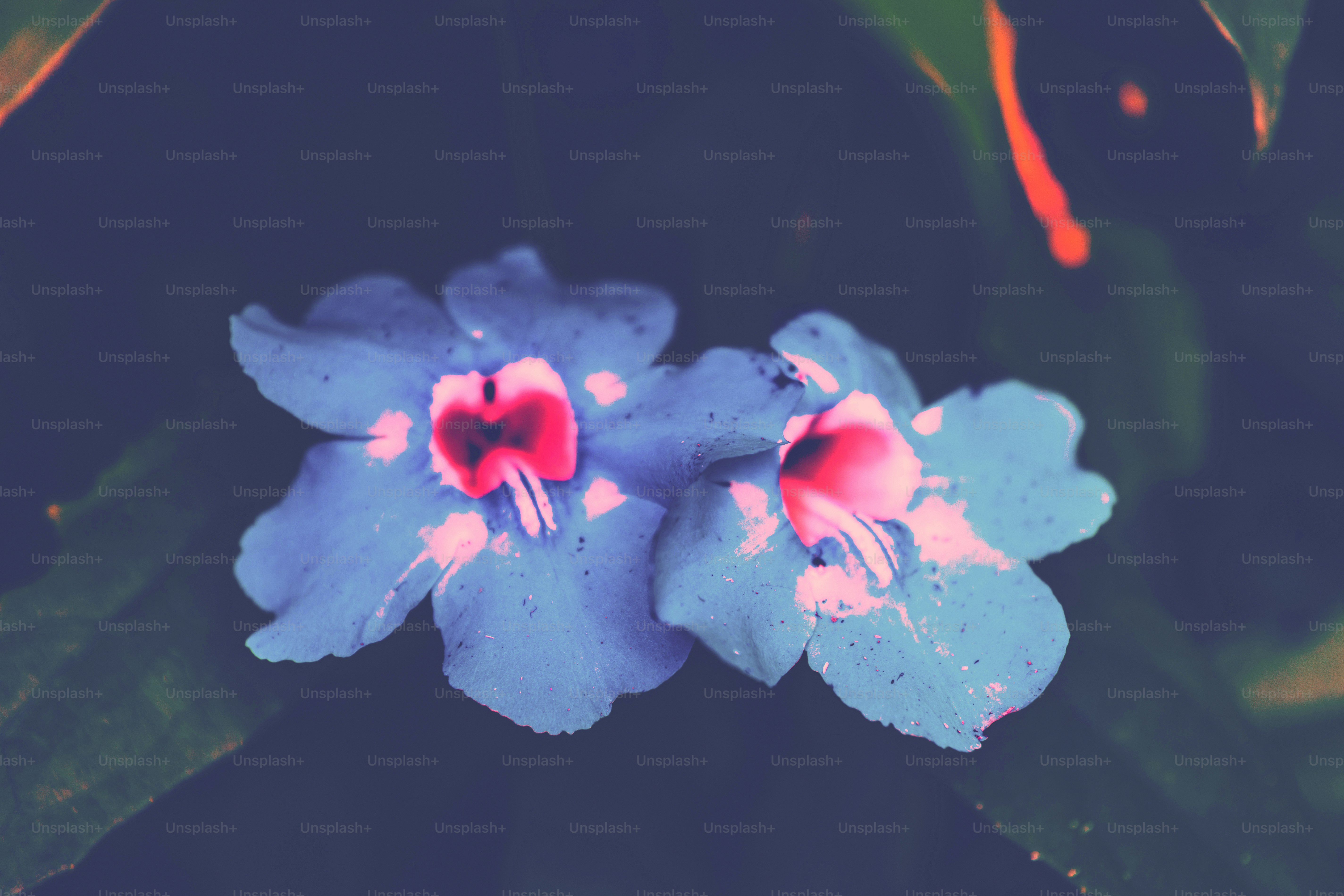 Duas delicadas flores azuis com centros rosa.