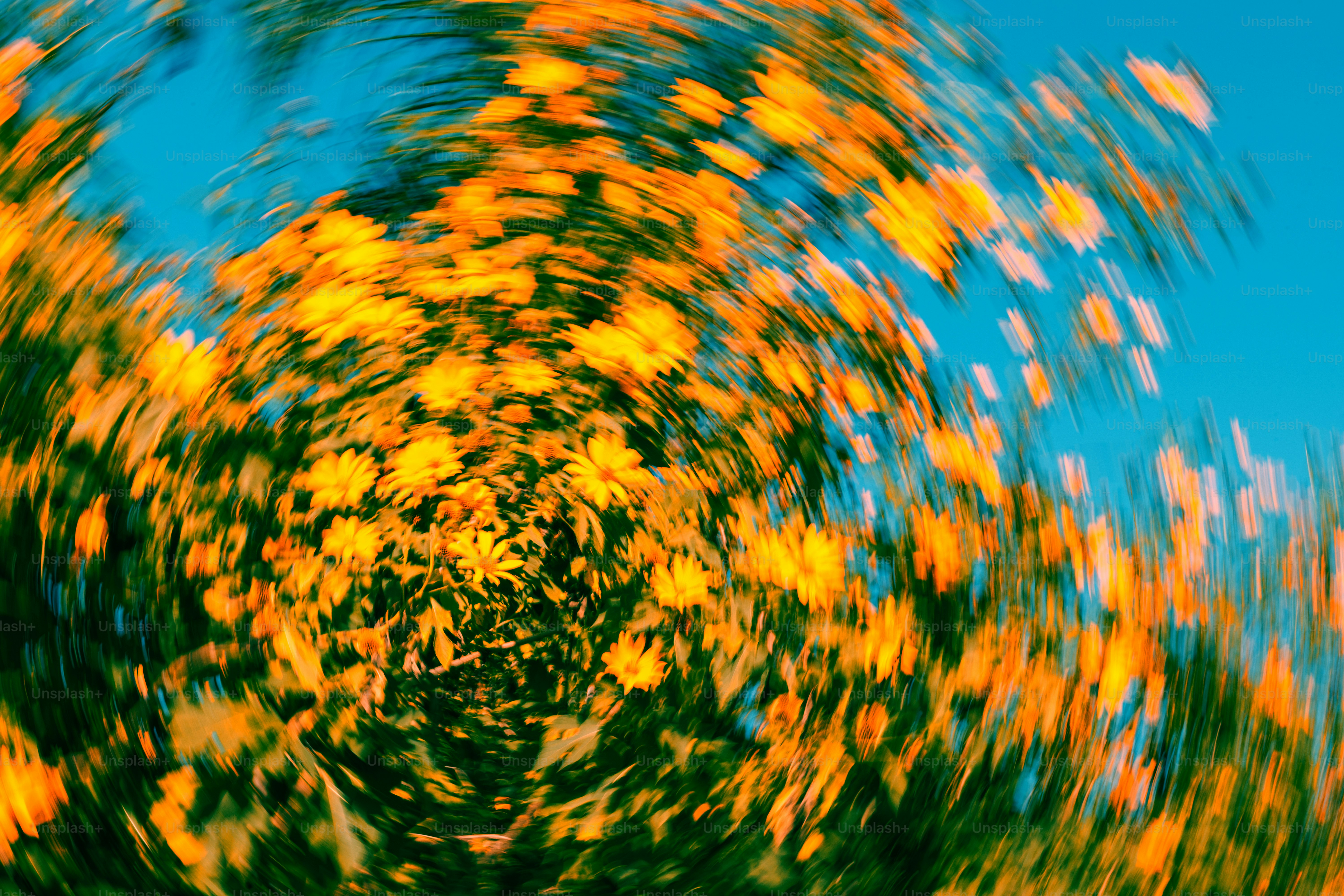 Flores amarelas contra um céu azul brilhante