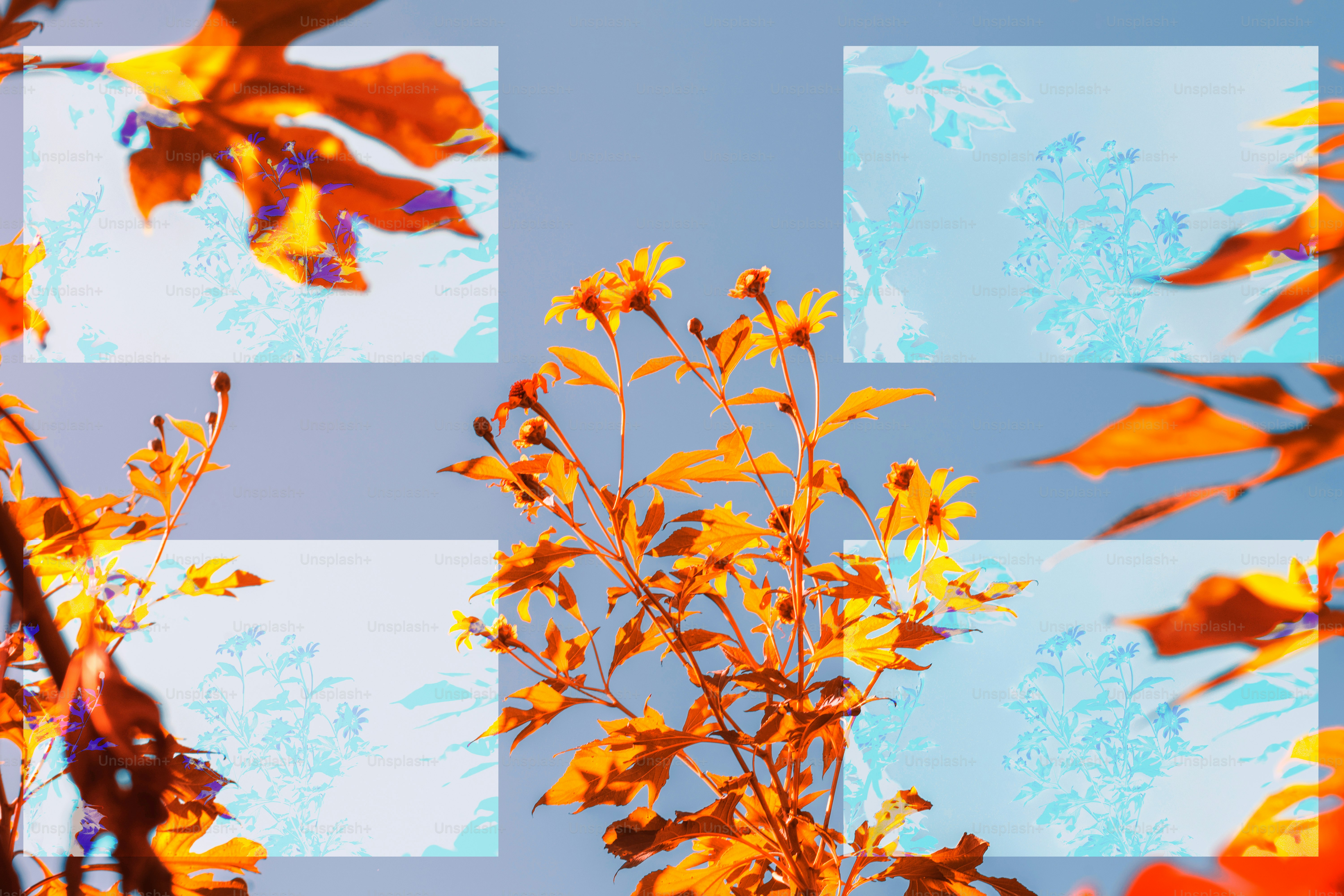 Folhas e flores de outono contra um céu azul.