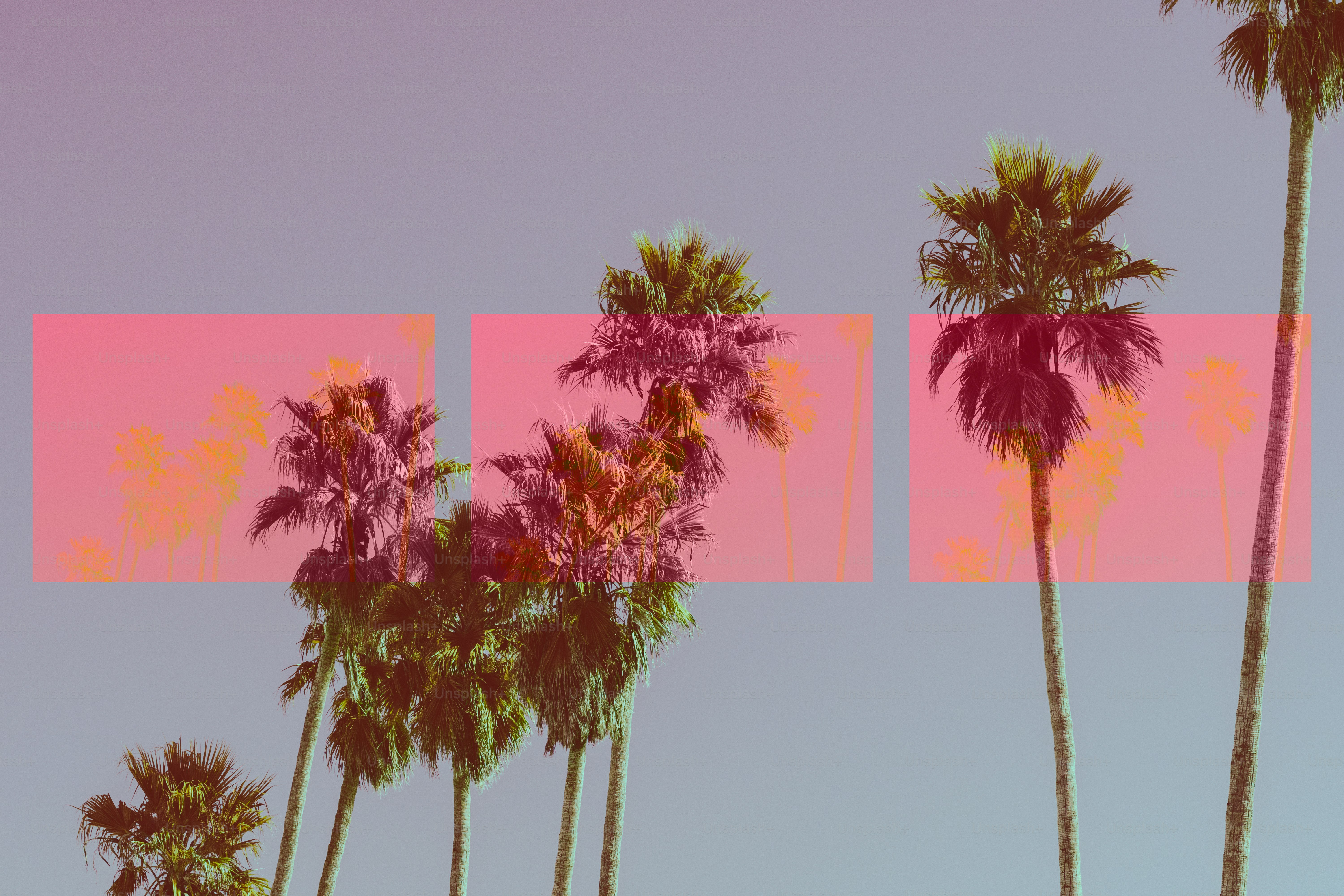 Palmeiras contra um céu rosa e azul