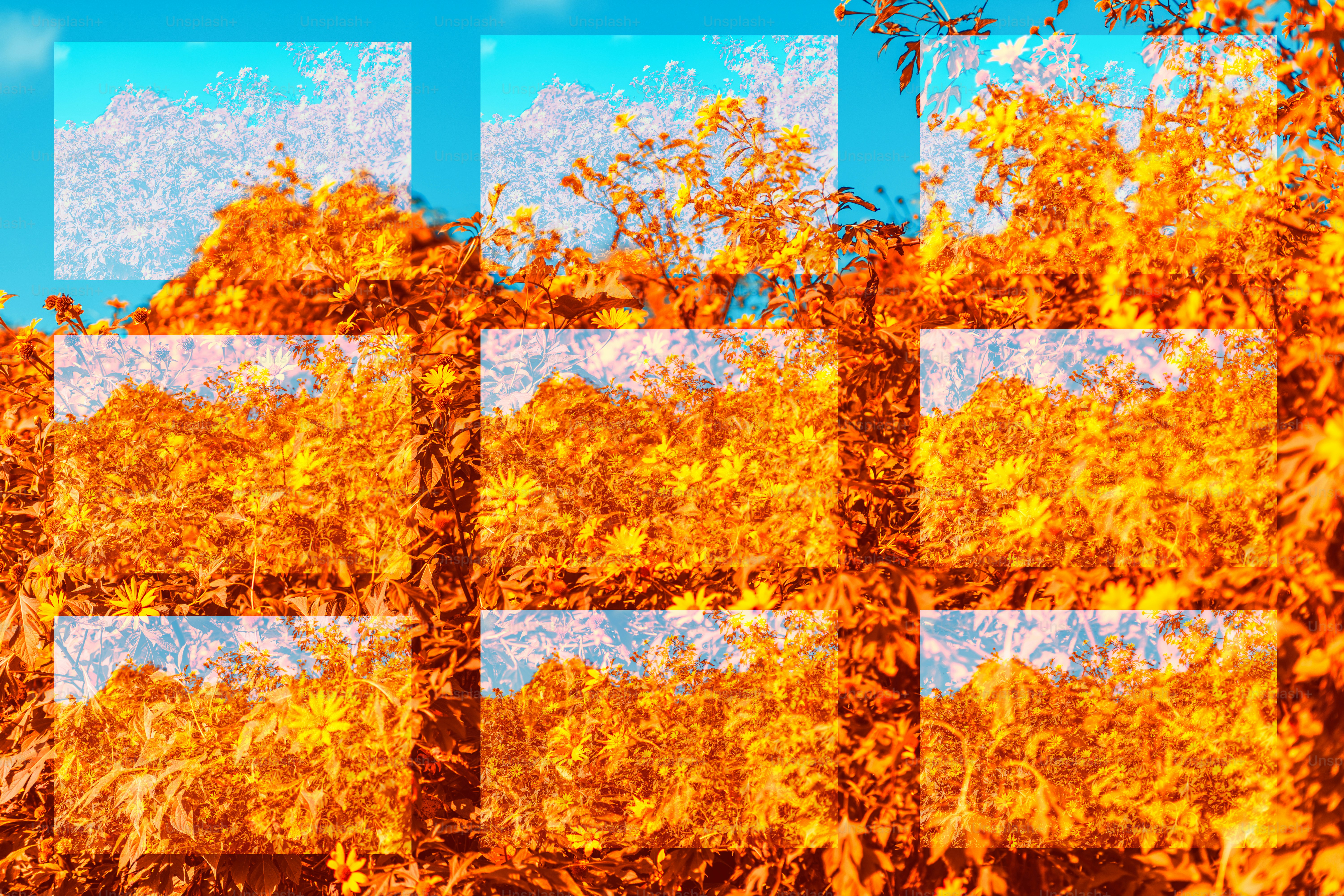 fileiras de folhas de outono coloridas e céu azul