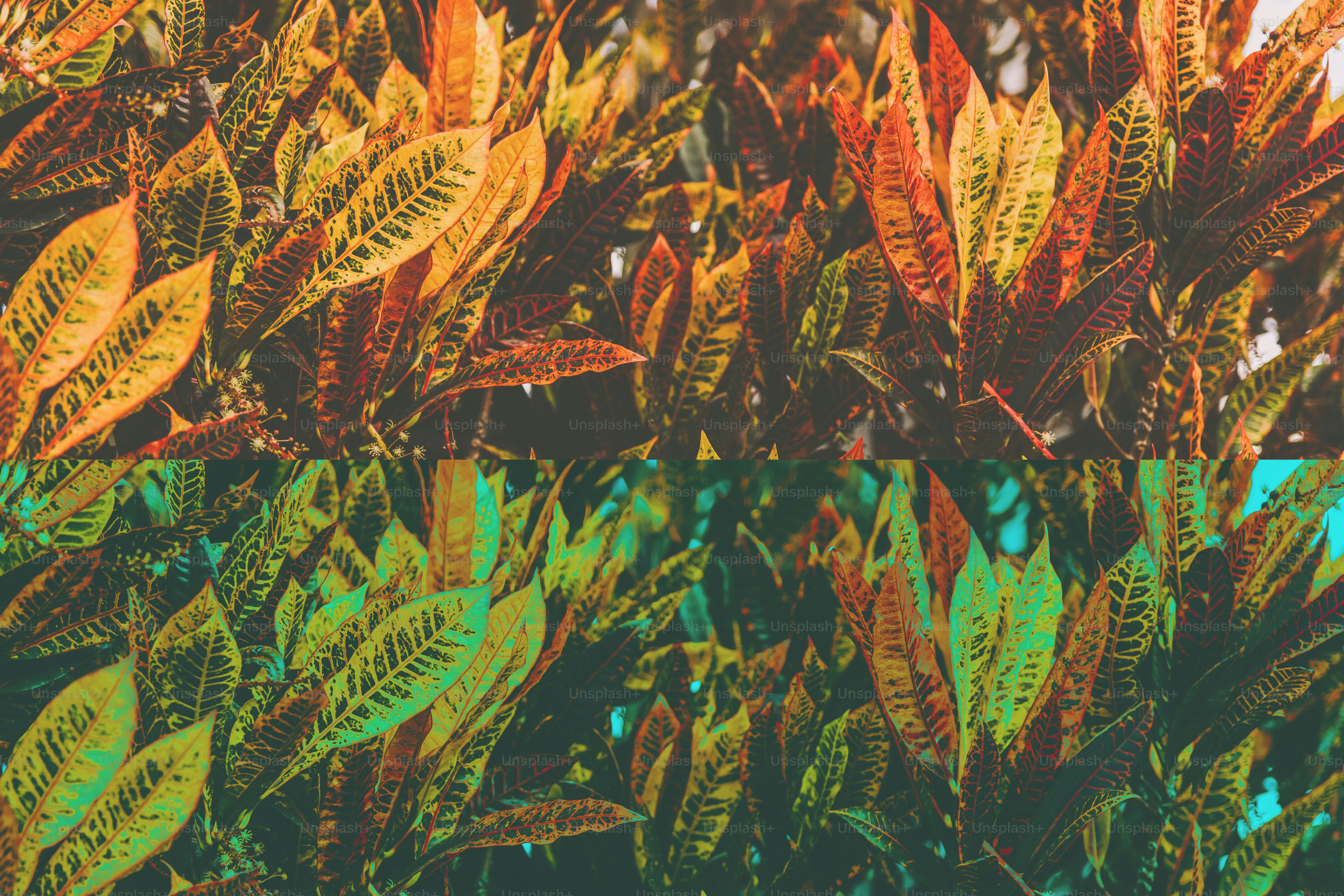 Folhas de outono em cores quentes e frias