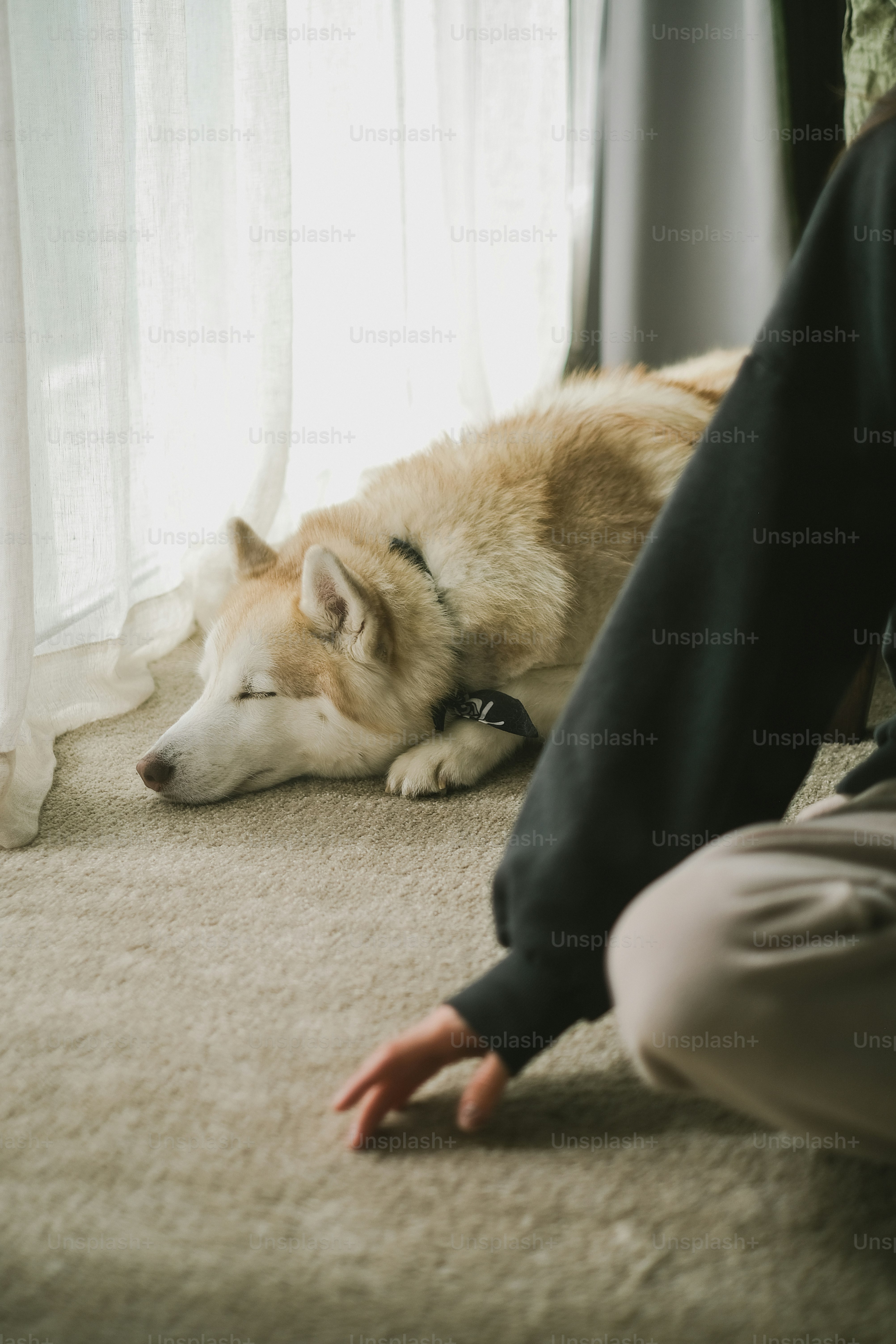 ハスキー犬は人の隣で安らかに眠っています。