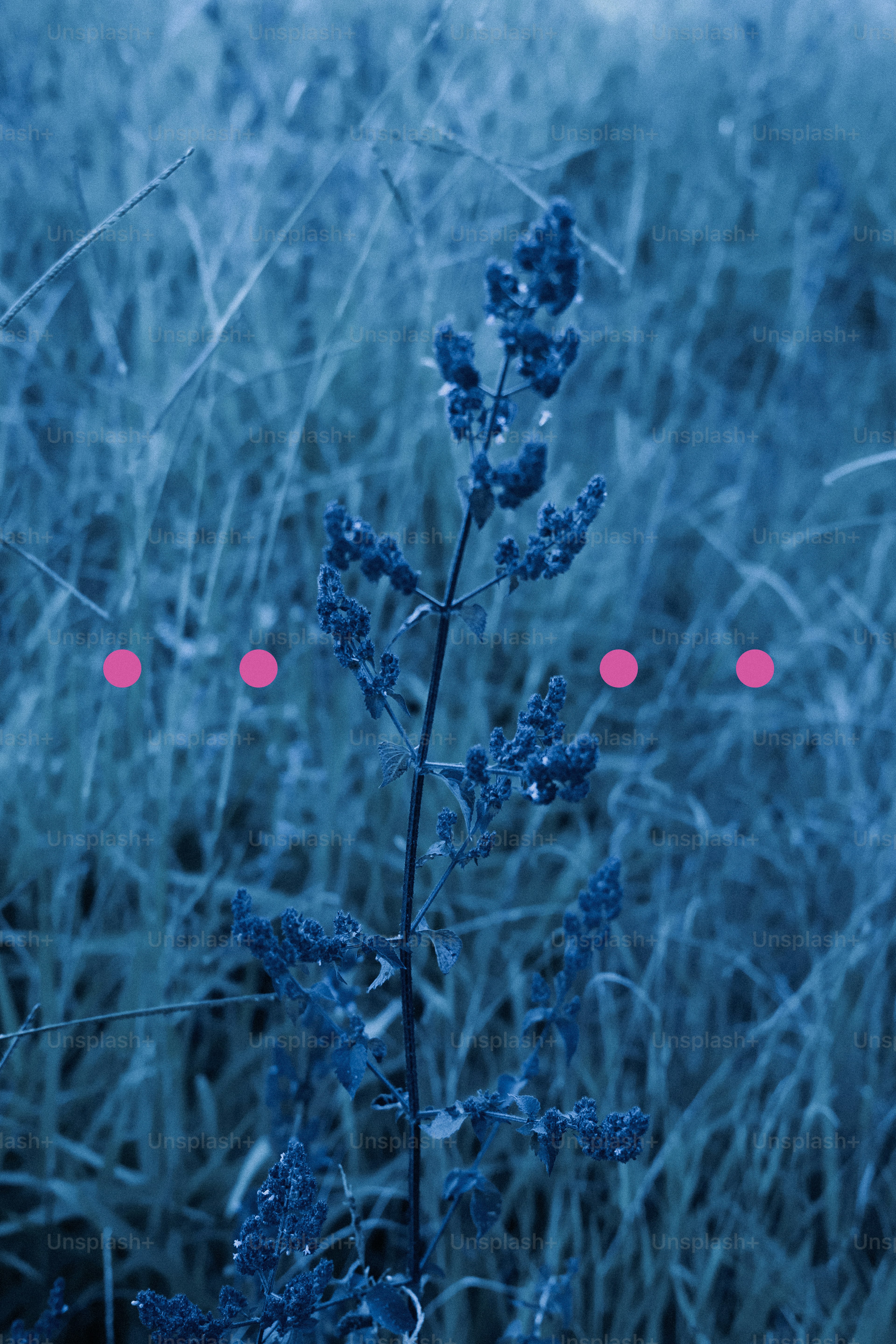 Tall grass and a plant with pink dots.