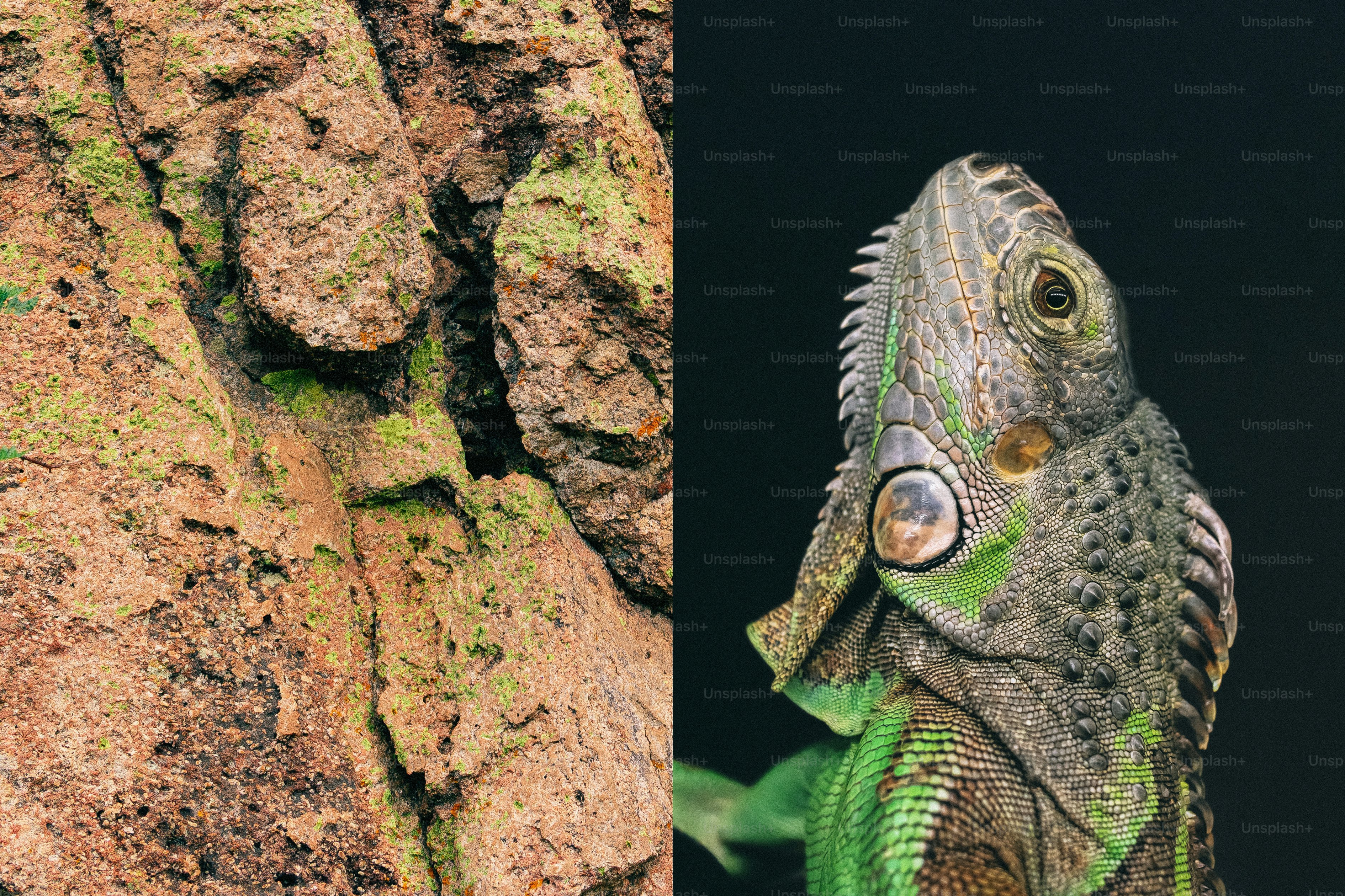 Camaleão se misturando com casca texturizada em um fundo escuro