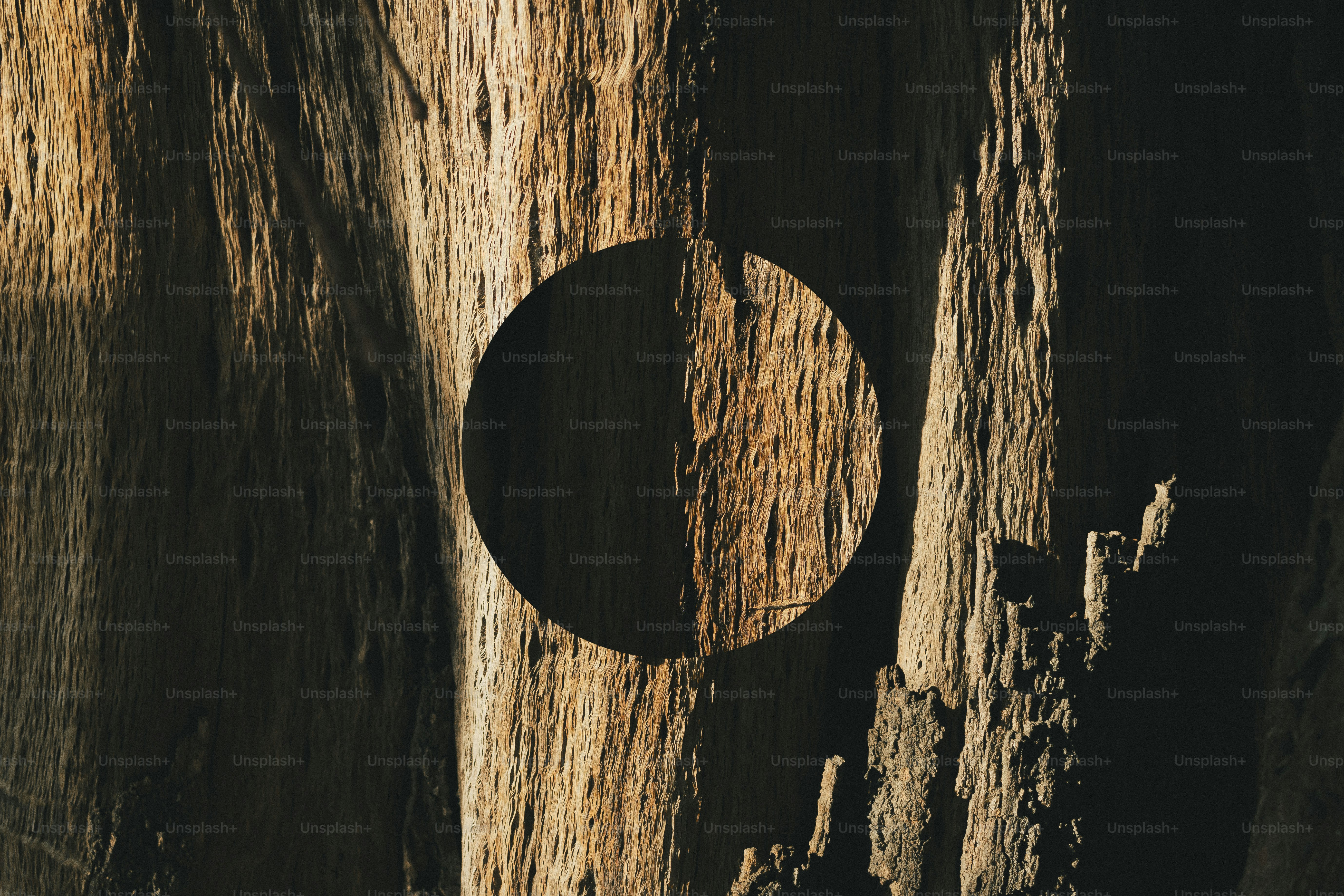 Close-up permukaan kayu lapuk dengan lingkaran hitam