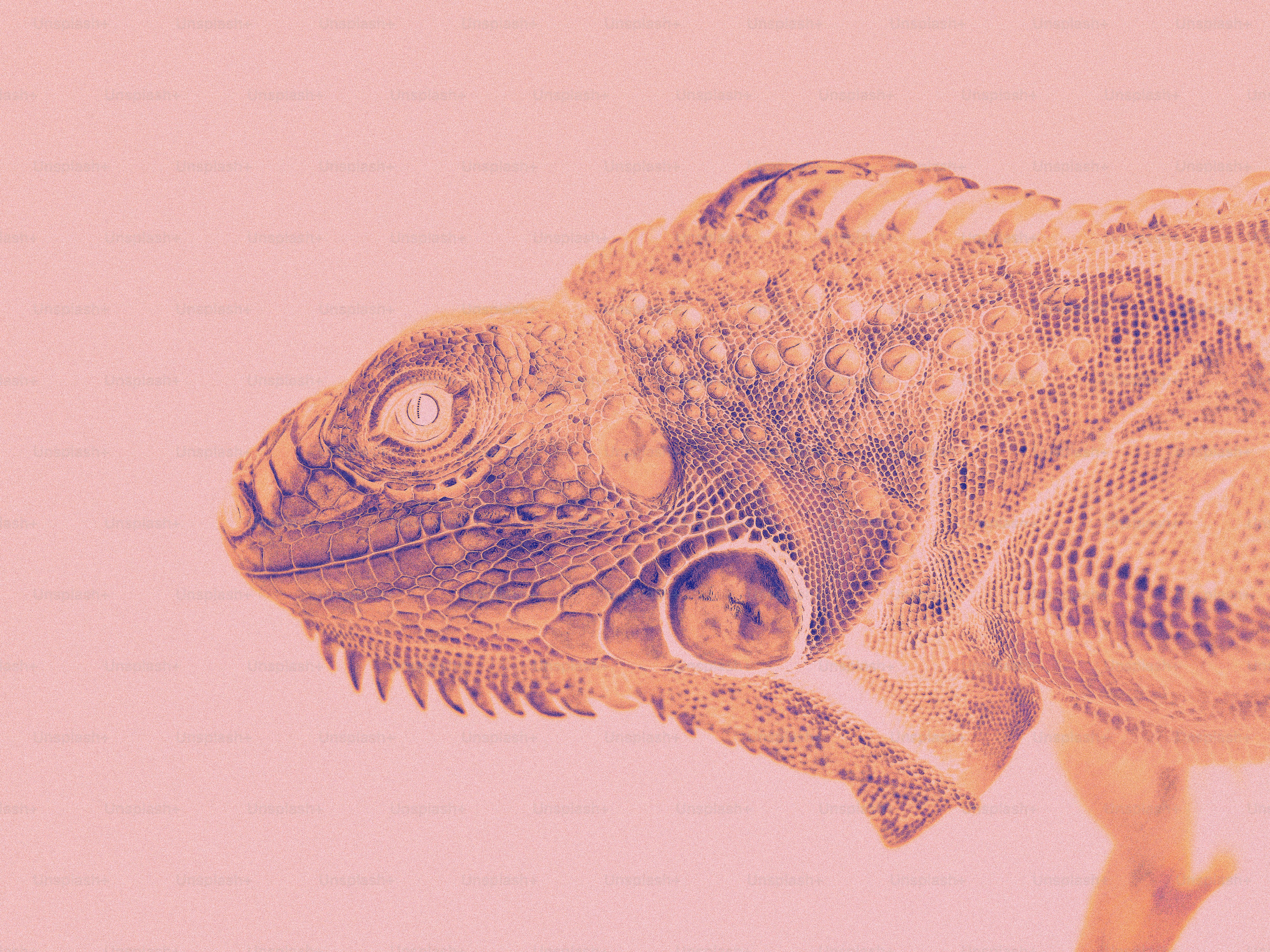 ピンクの背景にテクスチャーのある肌を持つカメレオン