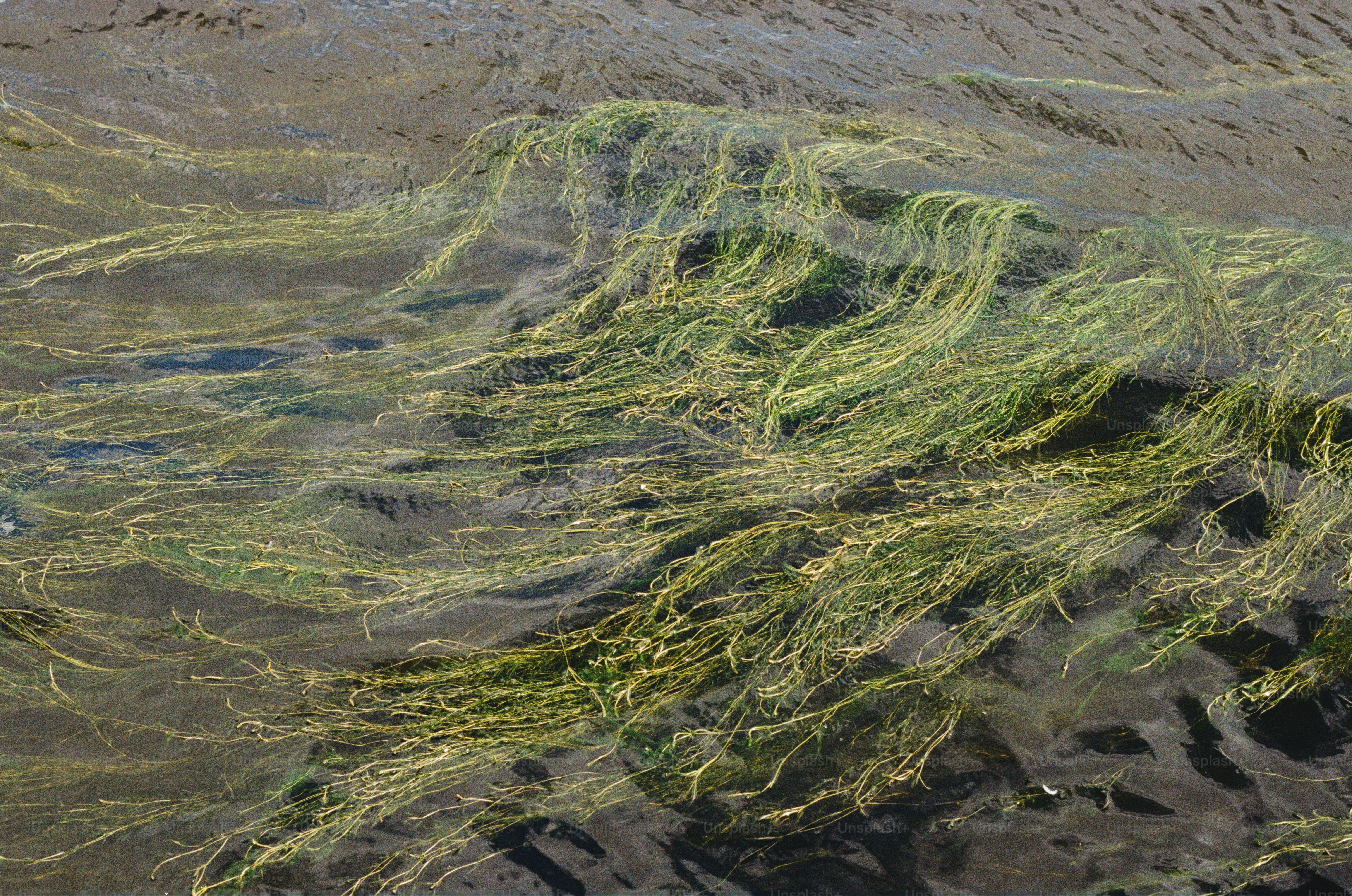 Green seaweed swaying in shallow water