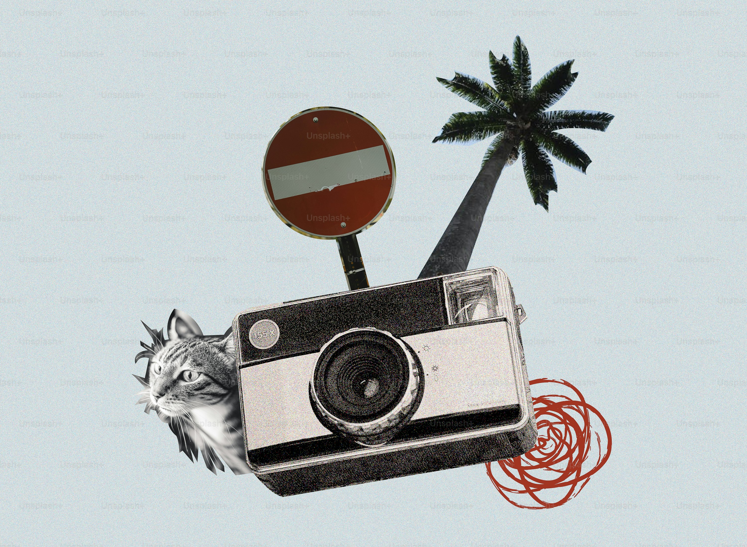 Collage of camera, cat, sign, and palm tree