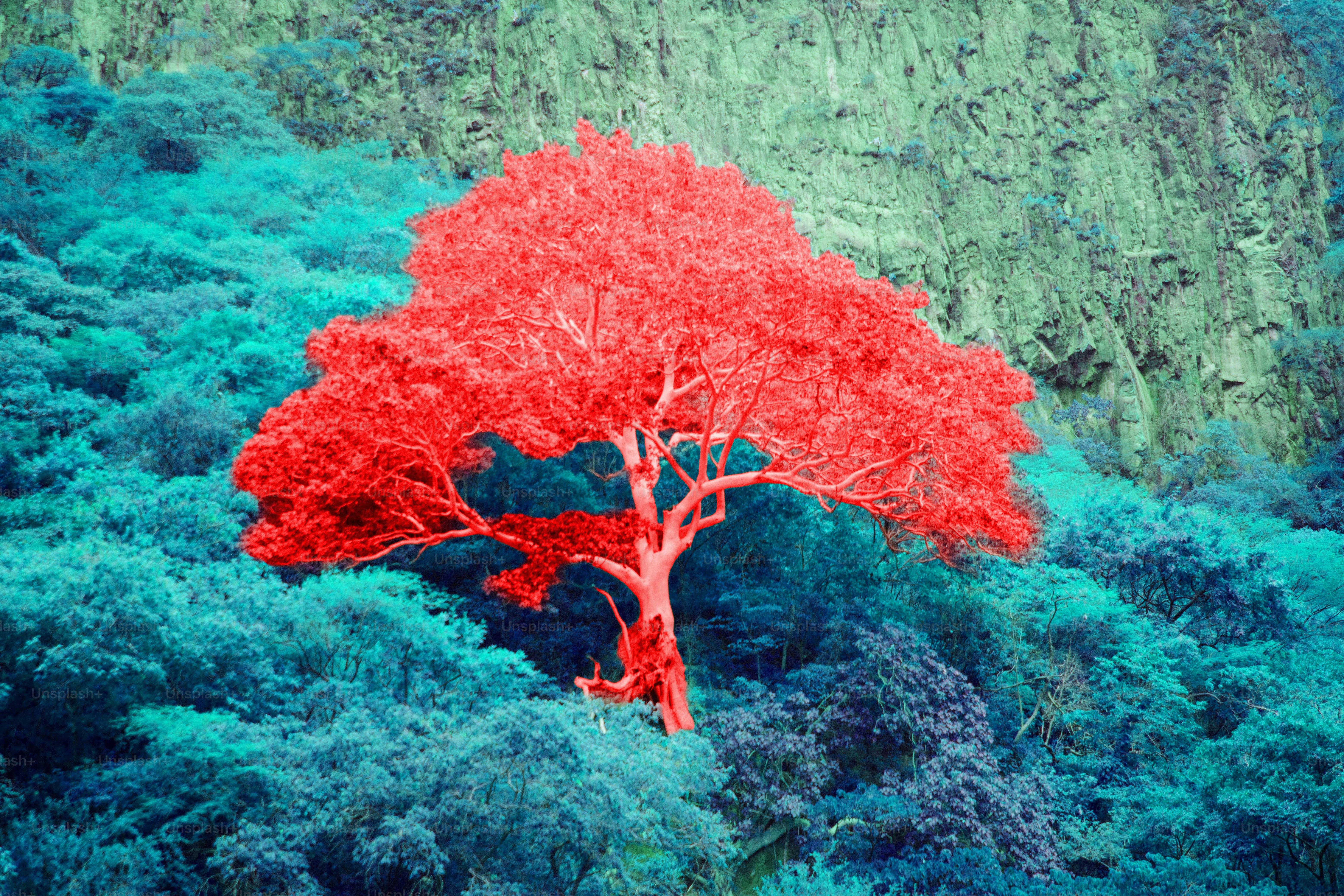 青い葉に鮮やかな赤い木が映えます。