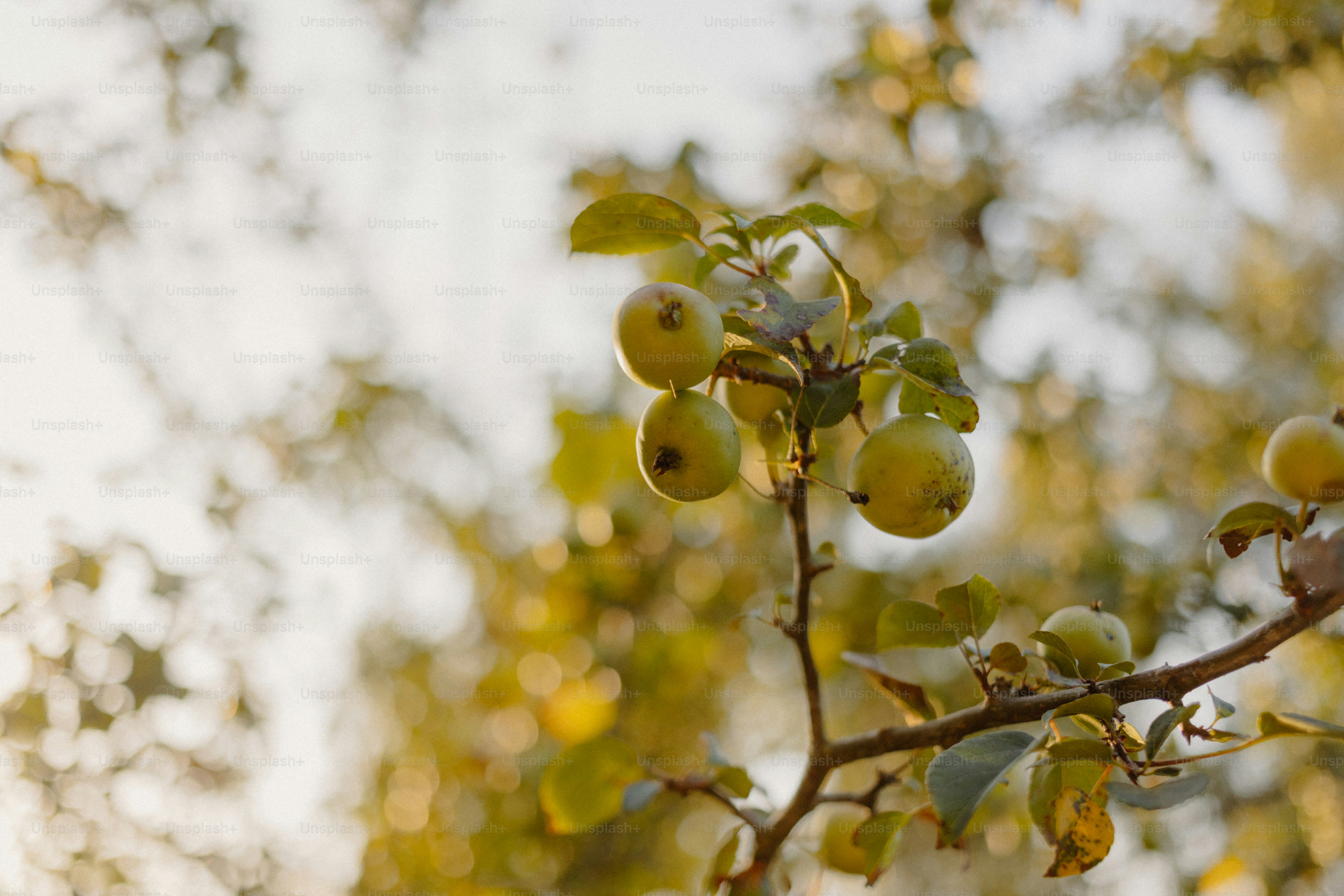 Autumn leaves and small fruits on a branch