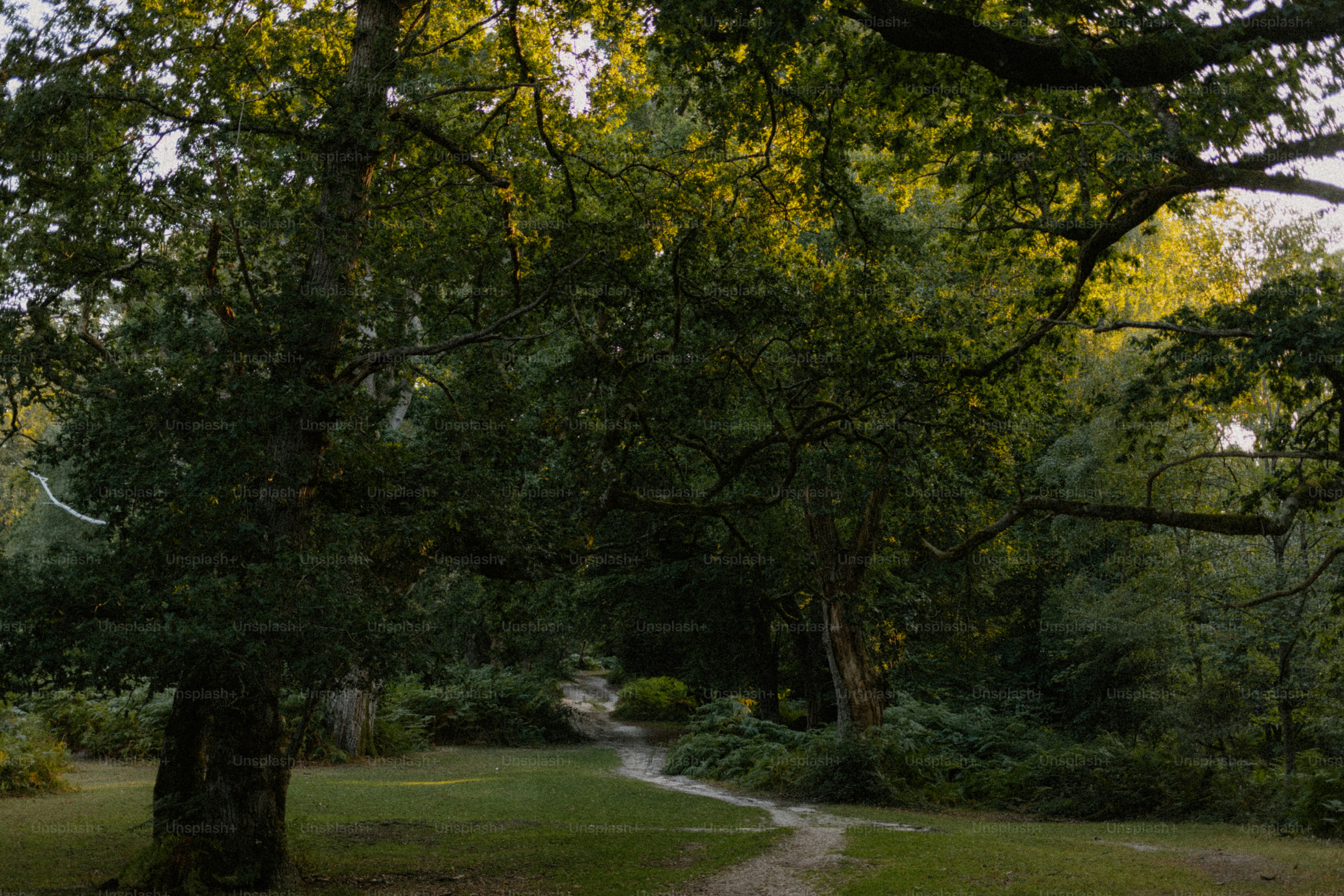 A tree in a park with a winding path