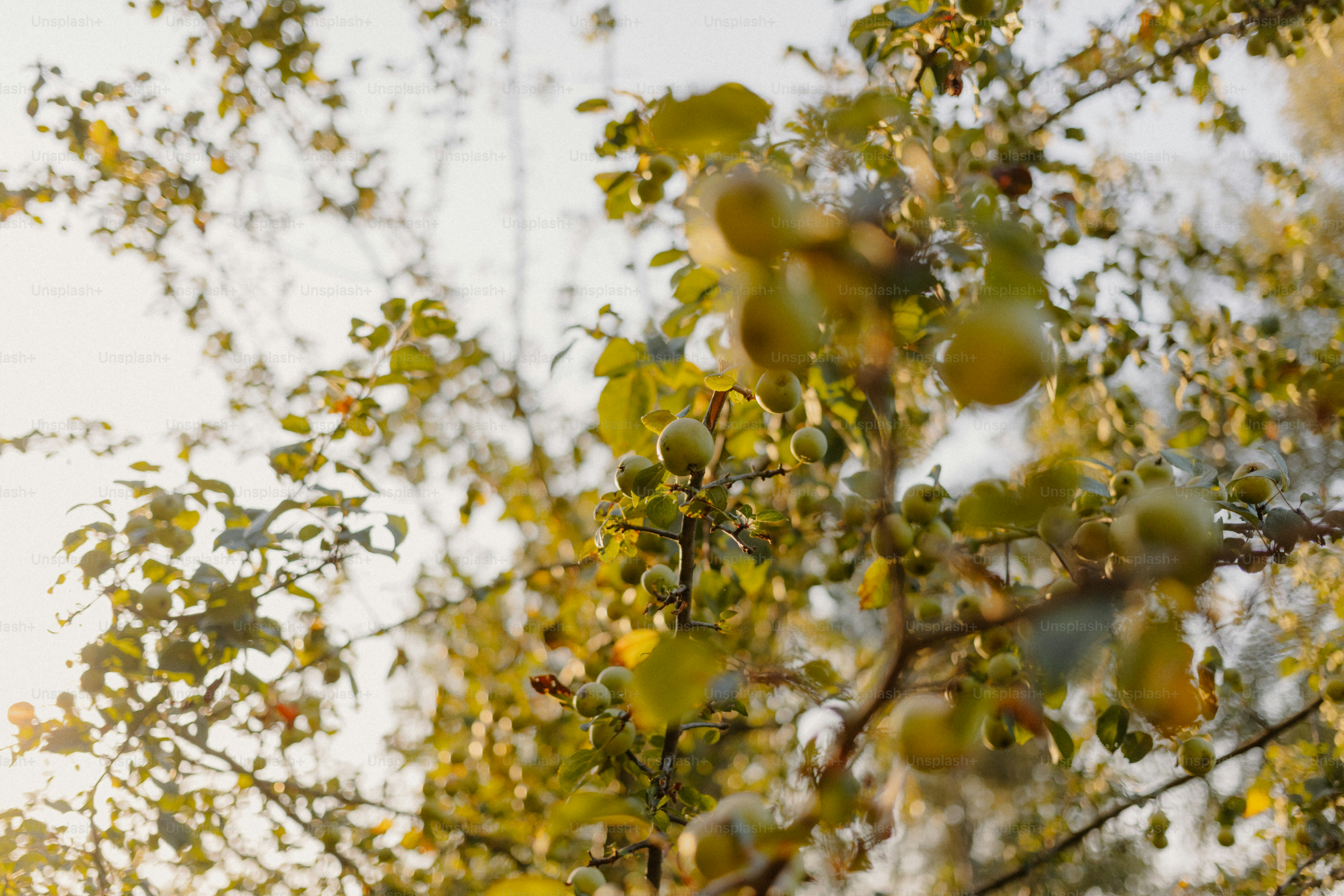 Yellow leaves on tree branches against a white background