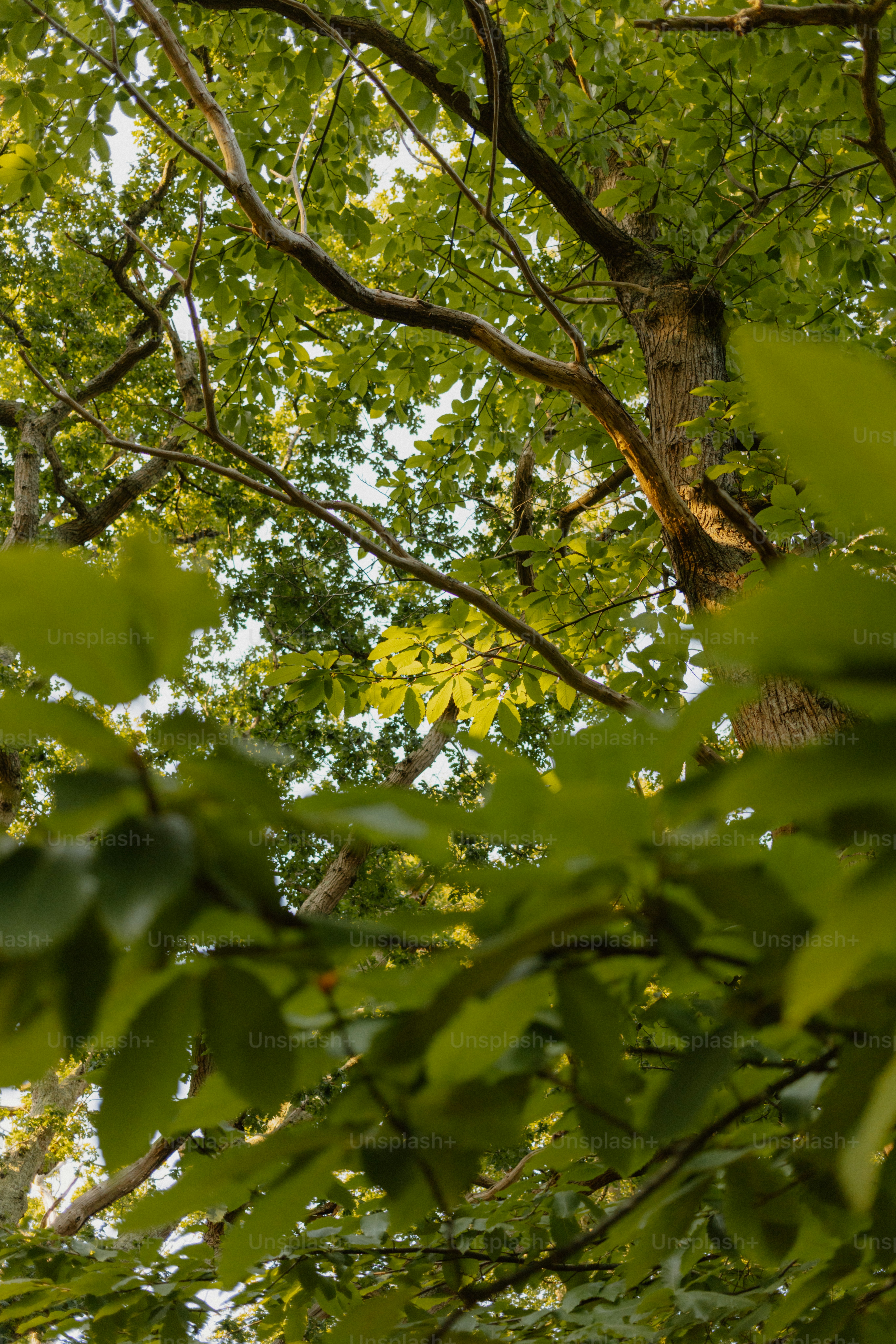 Looking up through lush green tree canopy