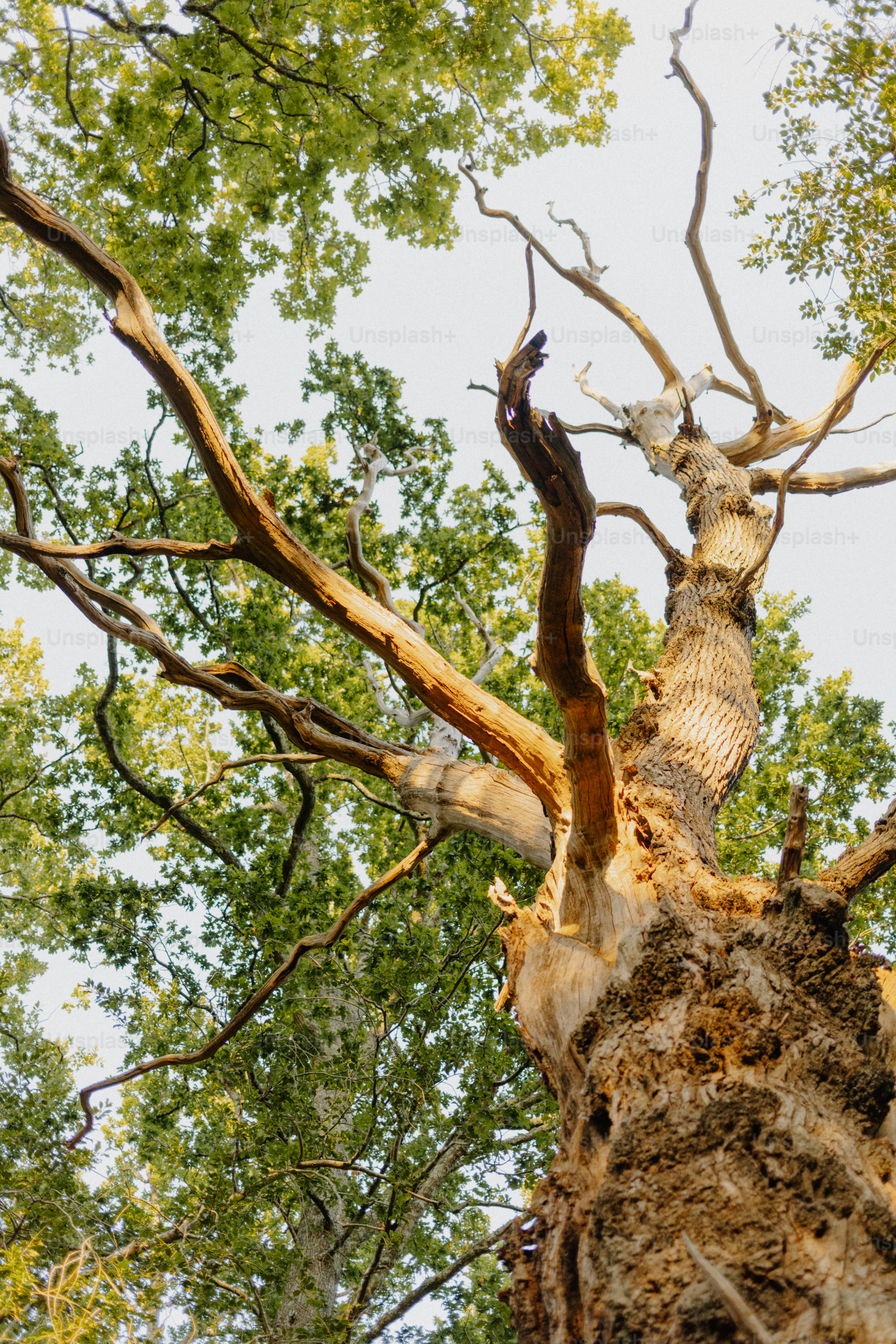 Tall tree trunk with green leaves against sky