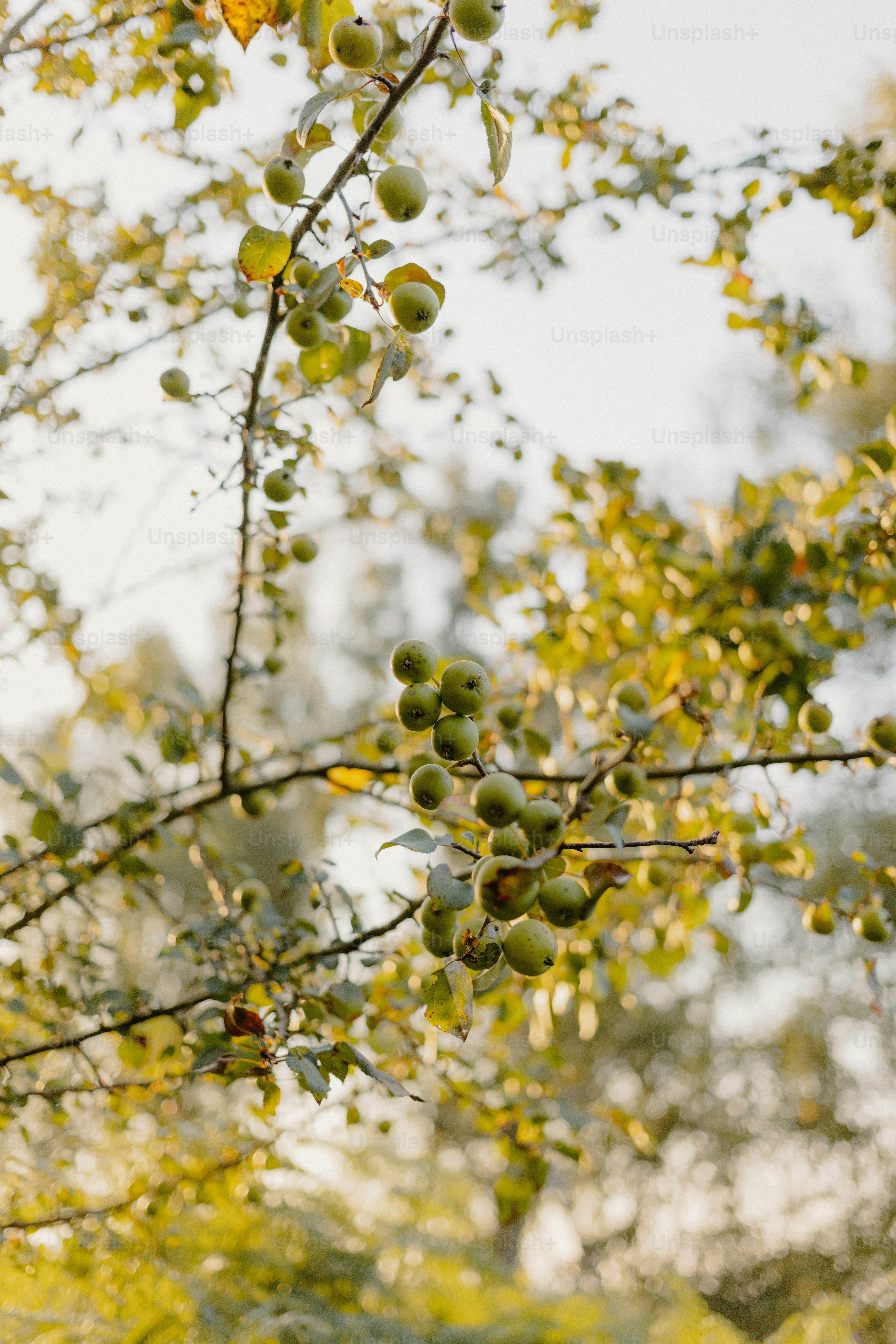 Green fruit hanging from a tree branch