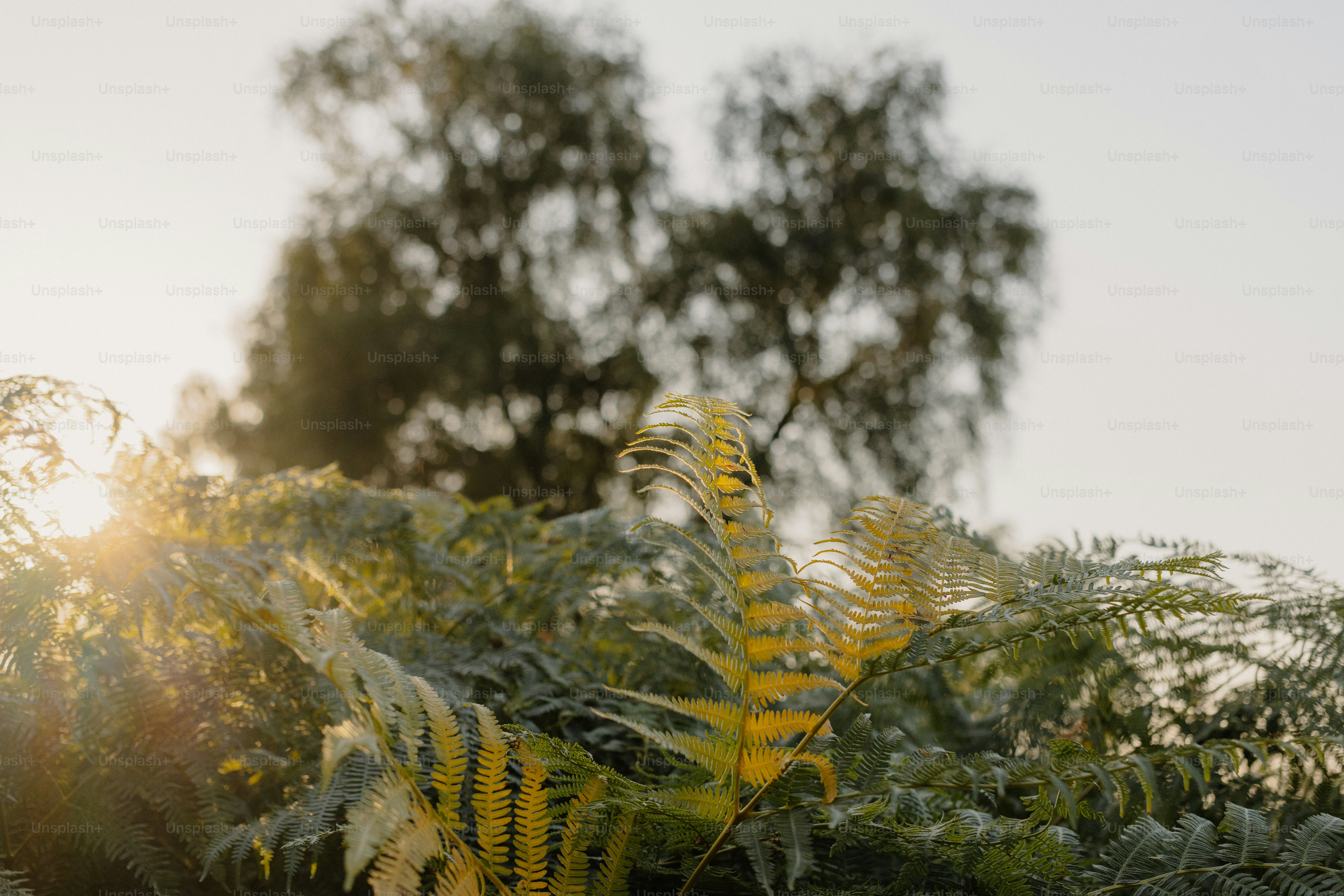 Sunlight filters through lush green trees