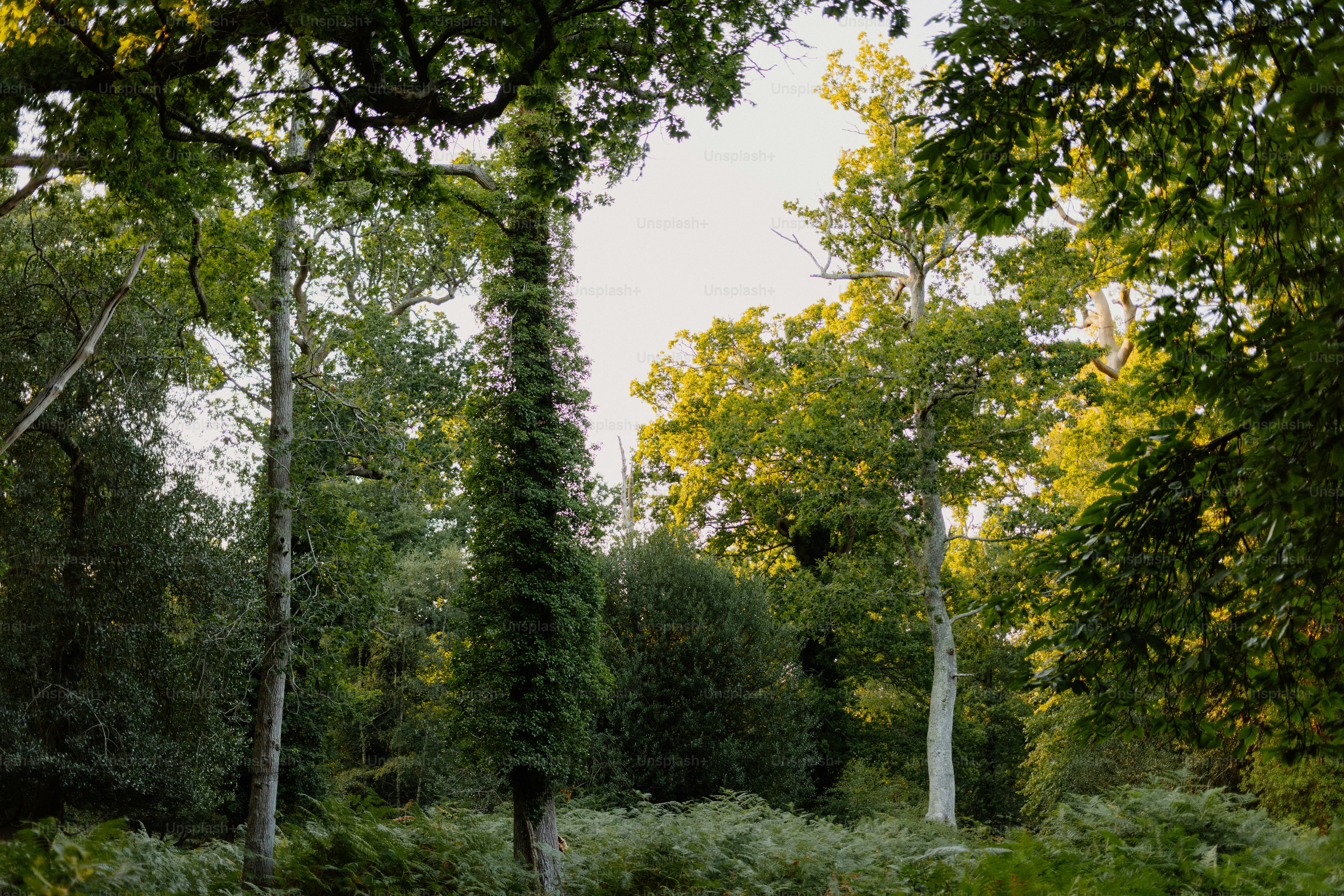 森の中の緑豊かな木々から太陽の光が差し込む。