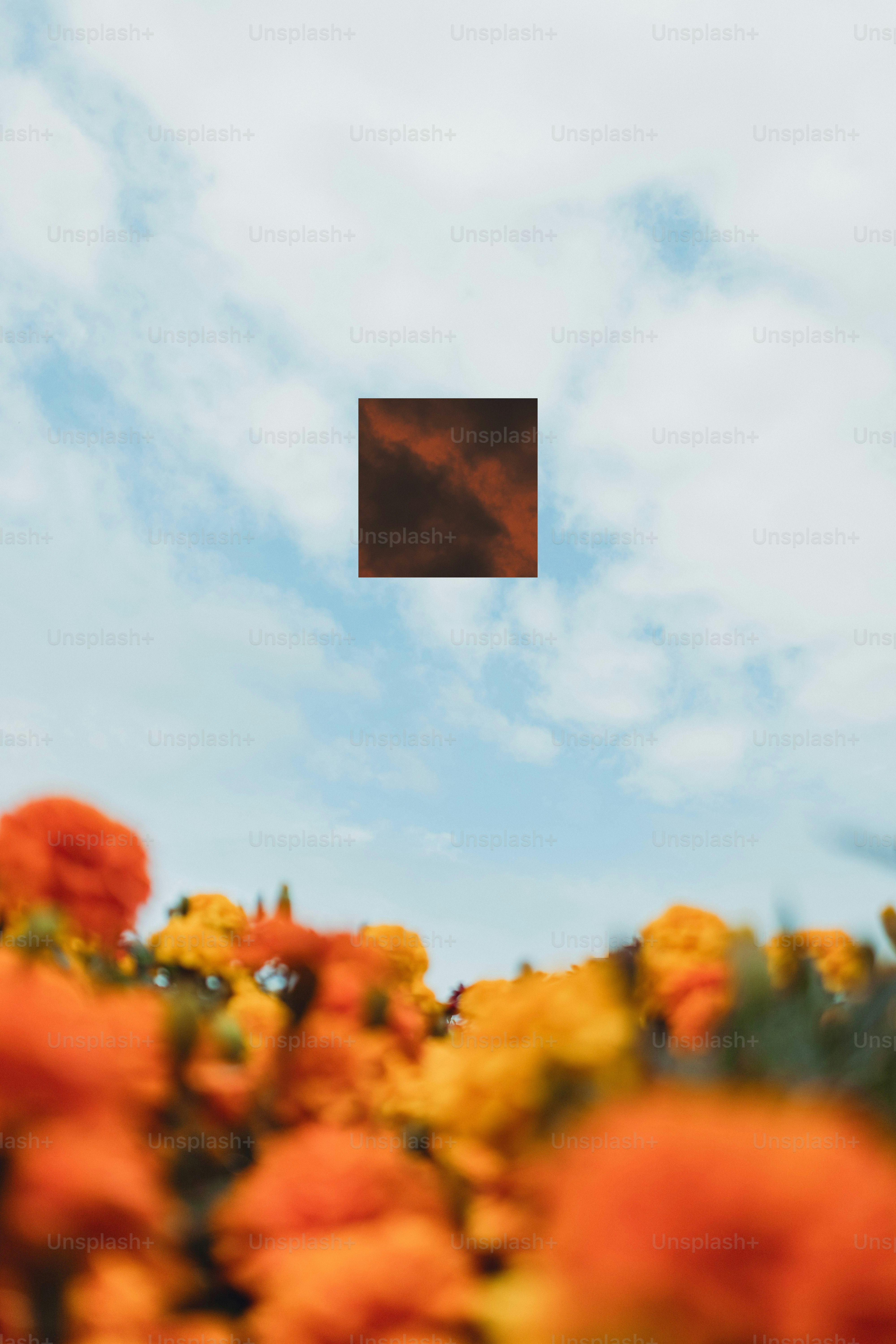 Images de Fleurs Et Ciel | Téléchargez des images gratuites sur Unsplash, image size:3000x4500