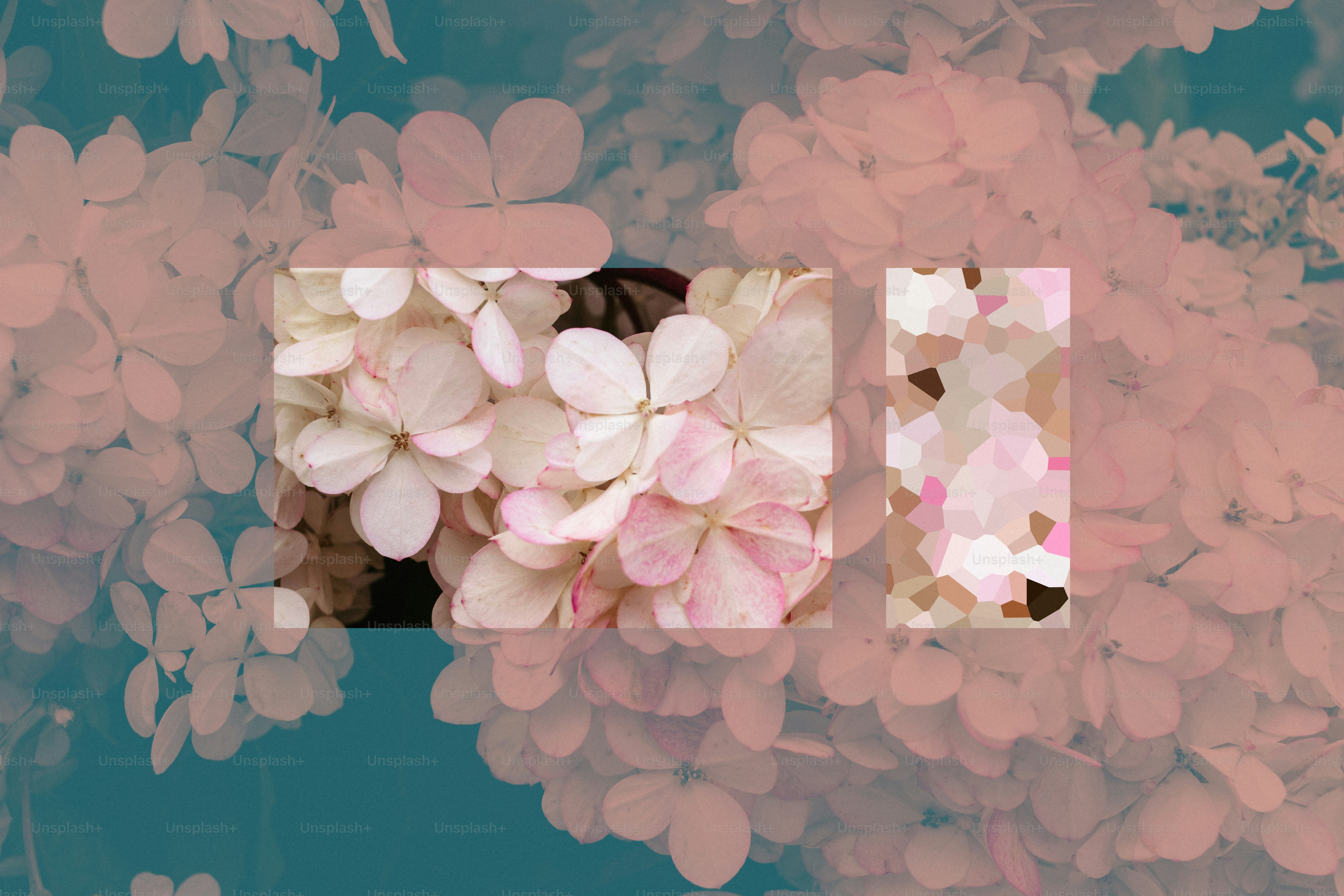 Close-up of pink cherry blossoms on a branch