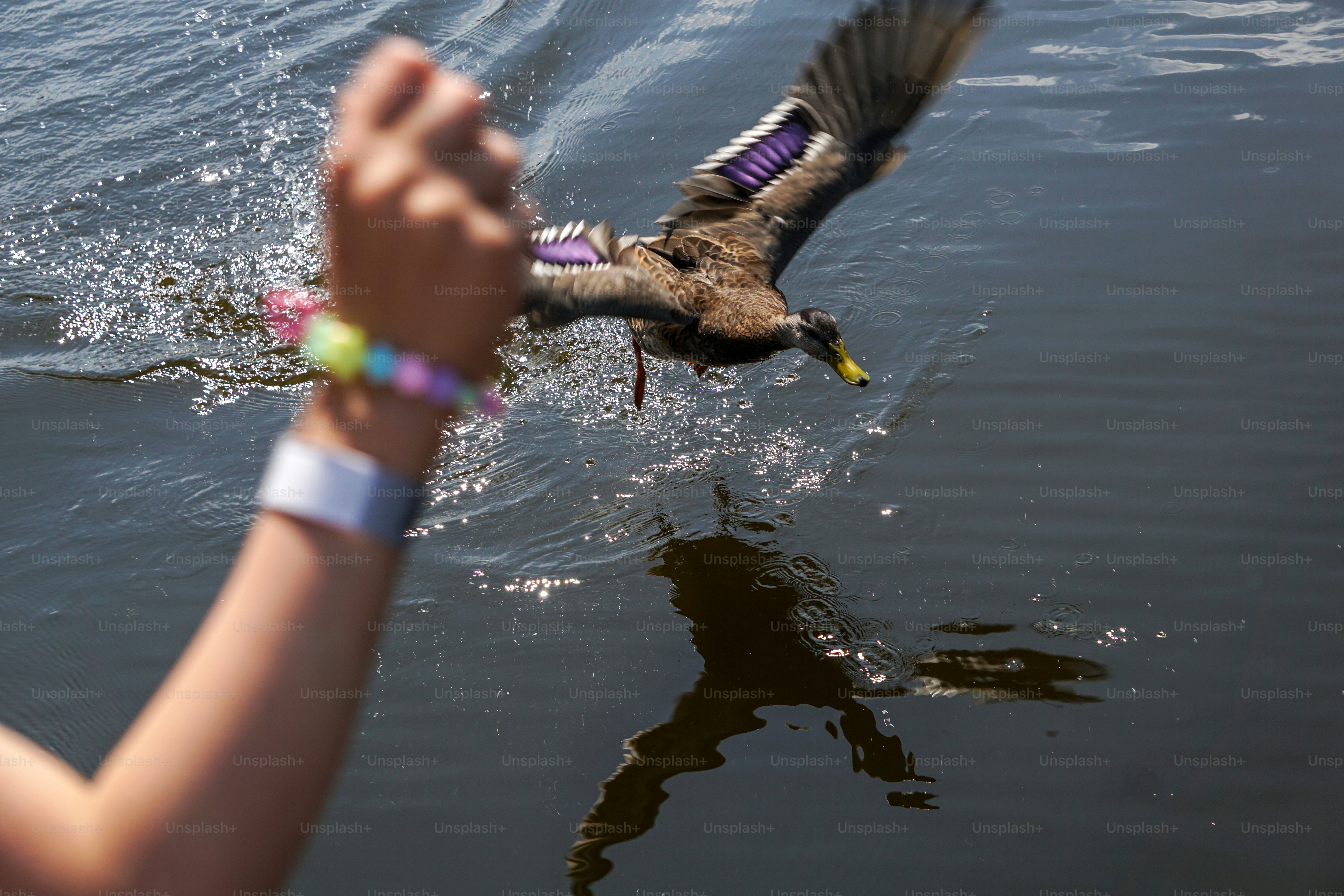 A duck takes flight from the water
