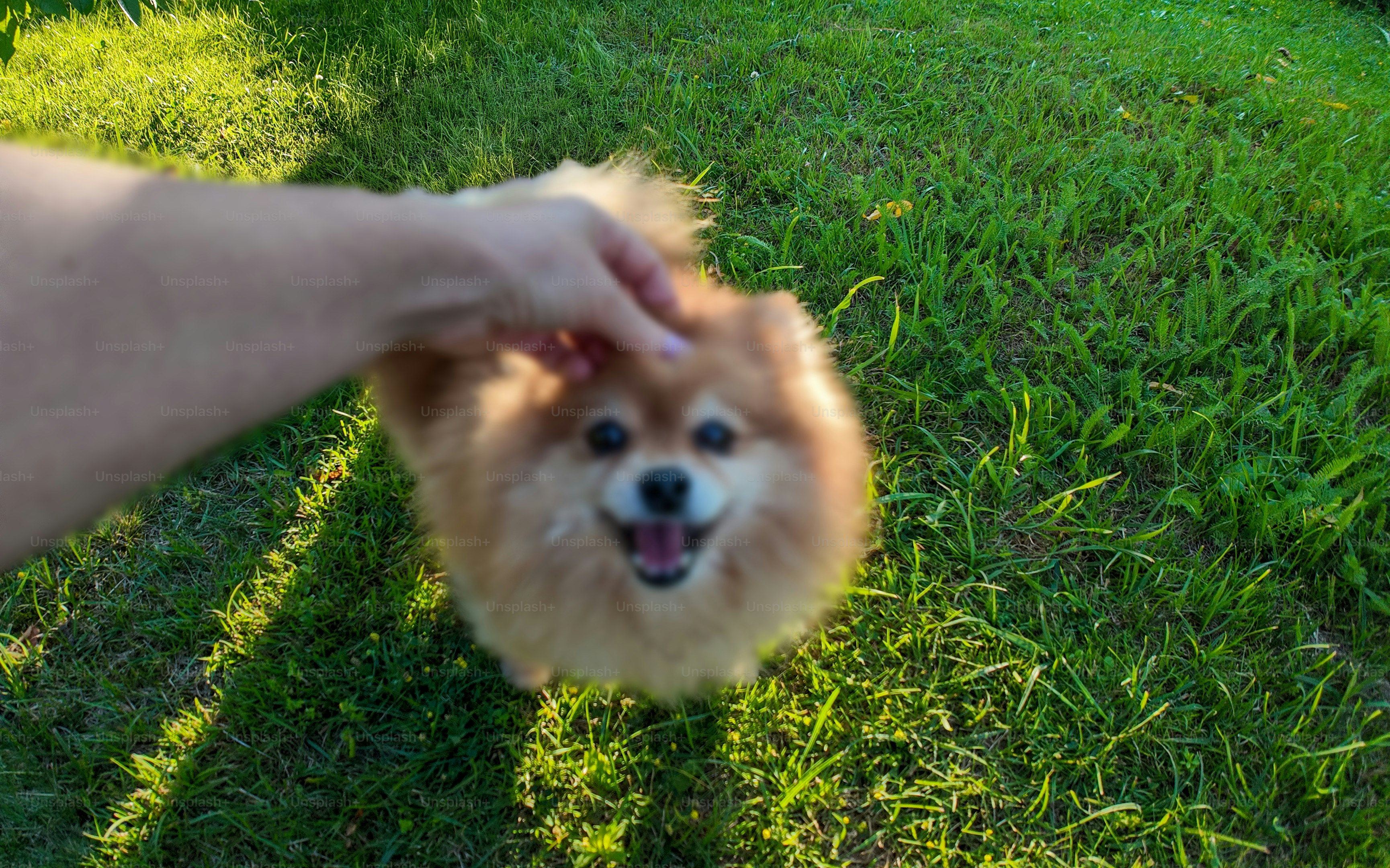 A hand pets a happy pomeranian dog outdoors.