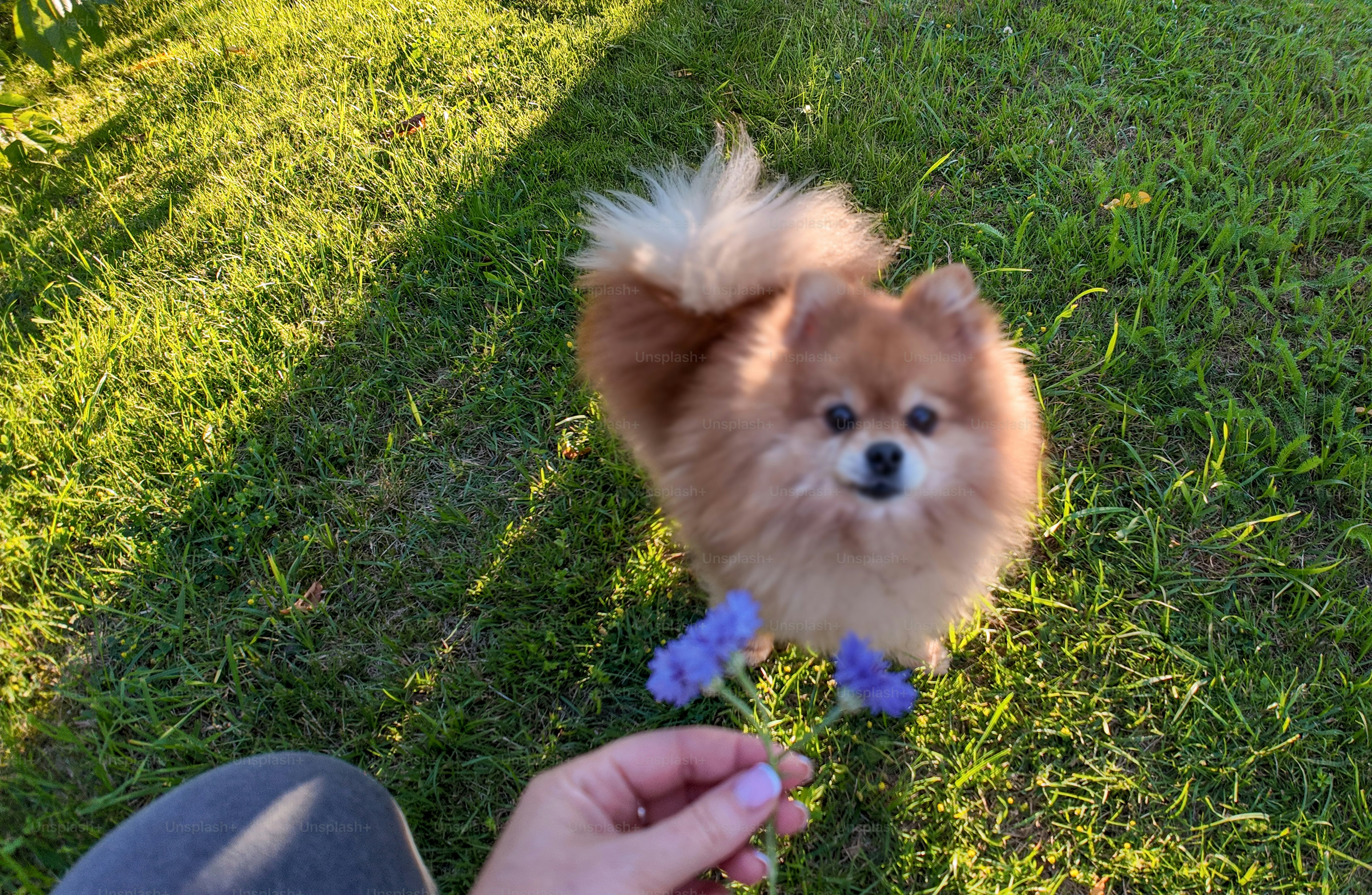 Fluffy pomeranian dog with blue booties on grass