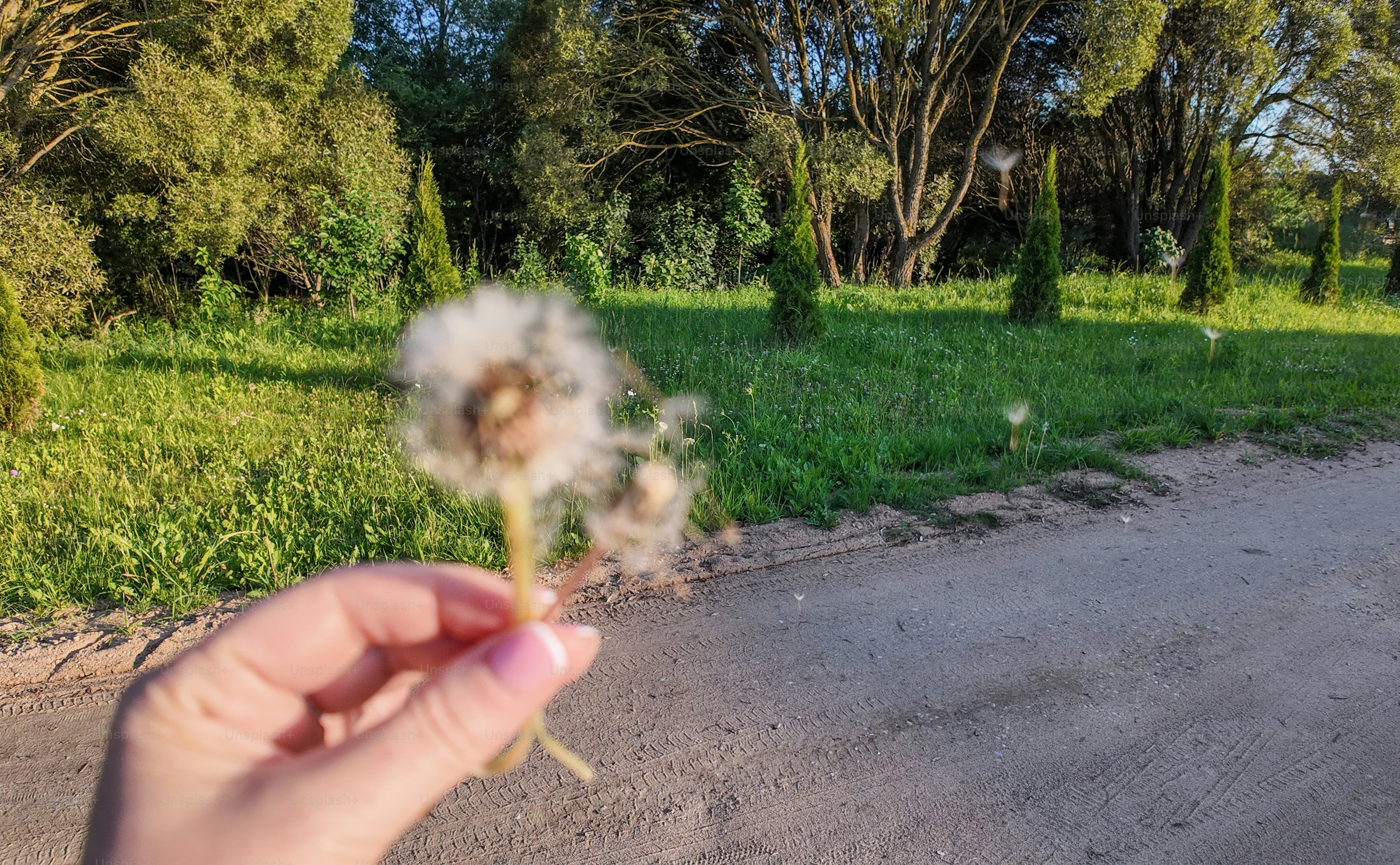 Hand holding a dandelion with seeds blowing away